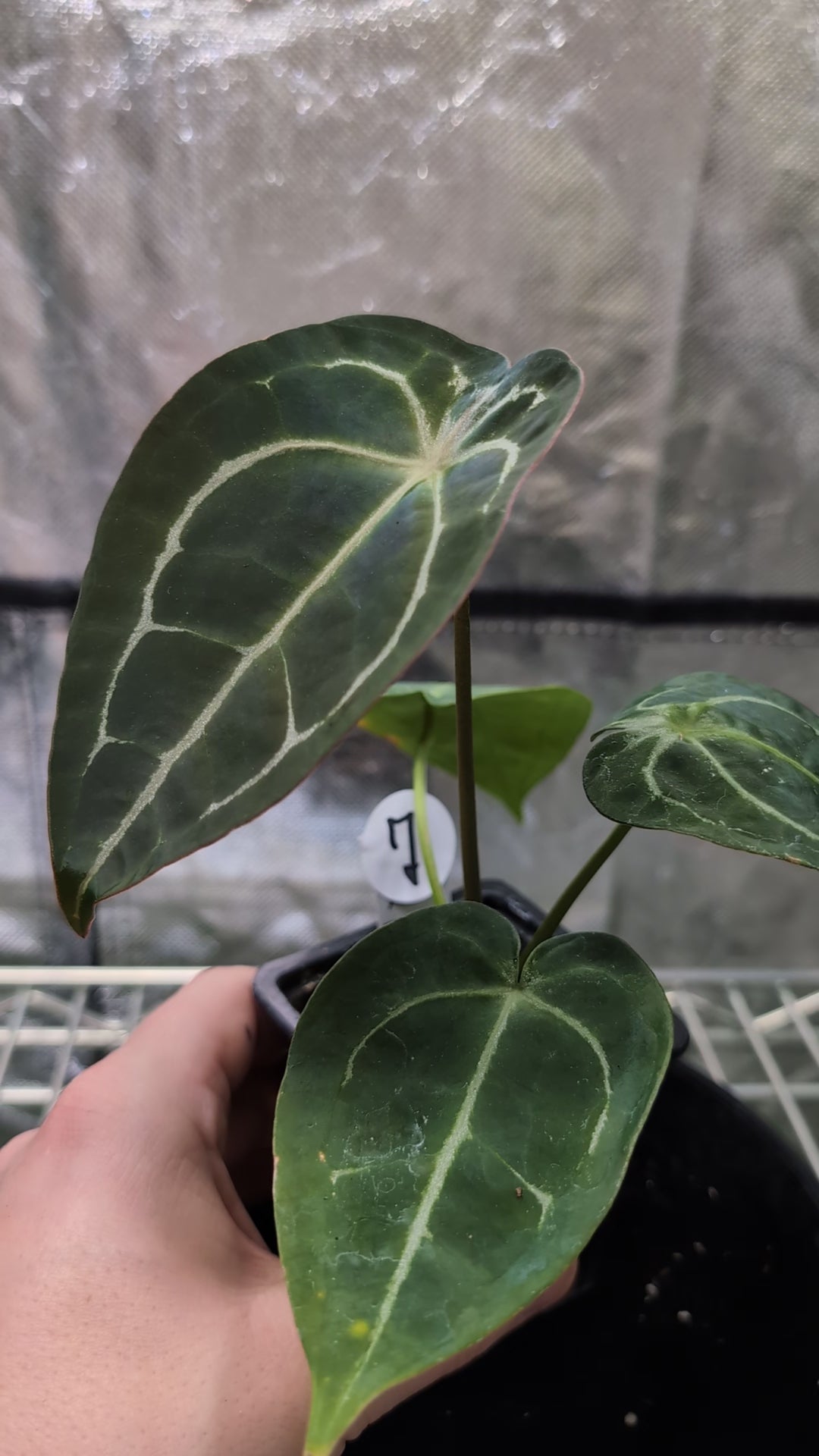 Anthurium Doc Block Zara x Michelle 'selected dark form' x