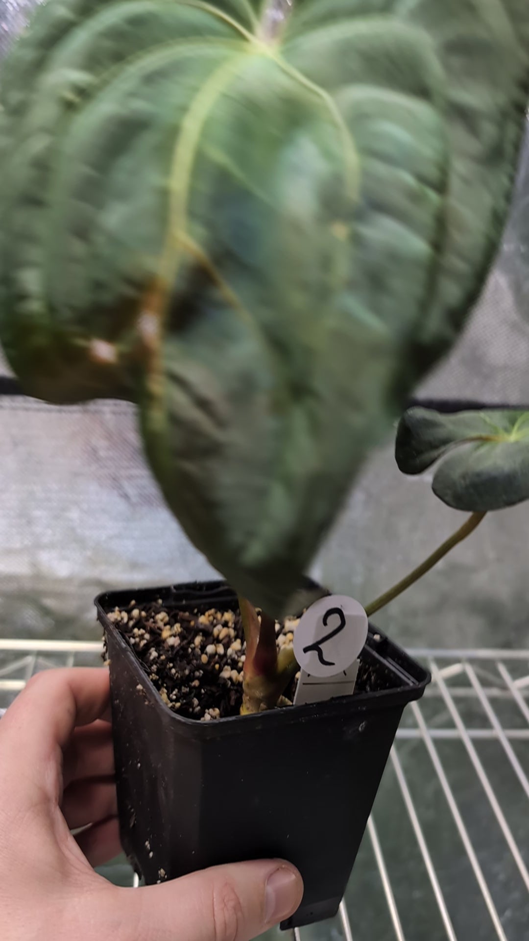 Anthurium Papillilaminum 'Daniel' x Ace of Spagetii – Curious Plants