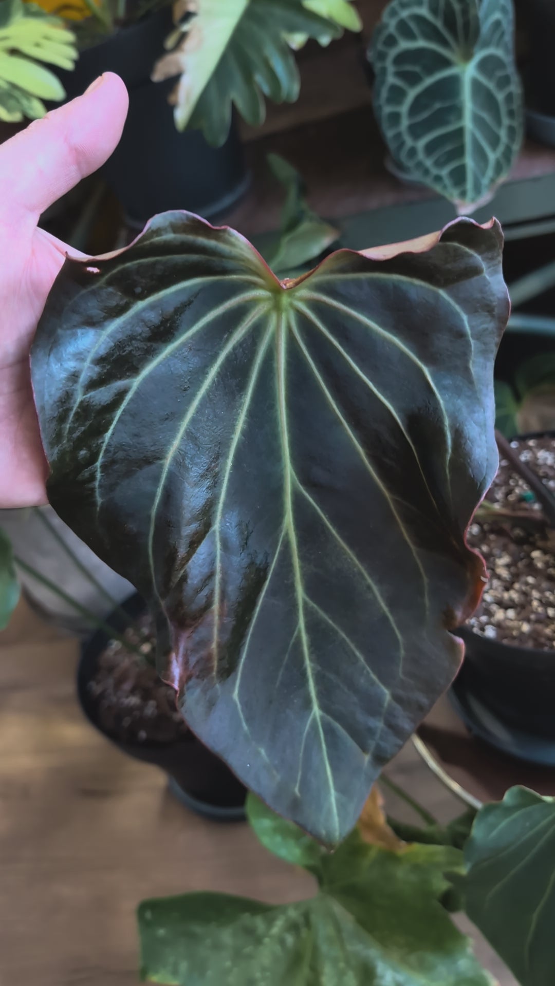 Anthurium Black Widow 13 x 43 clone – Curious Plants