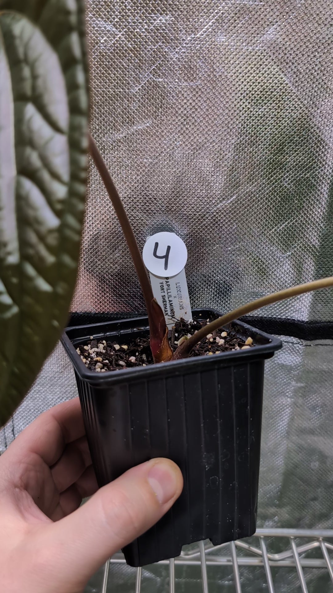 Anthurium Luxurians x Papillilaminum 'Fort Sherman' – Curious Plants