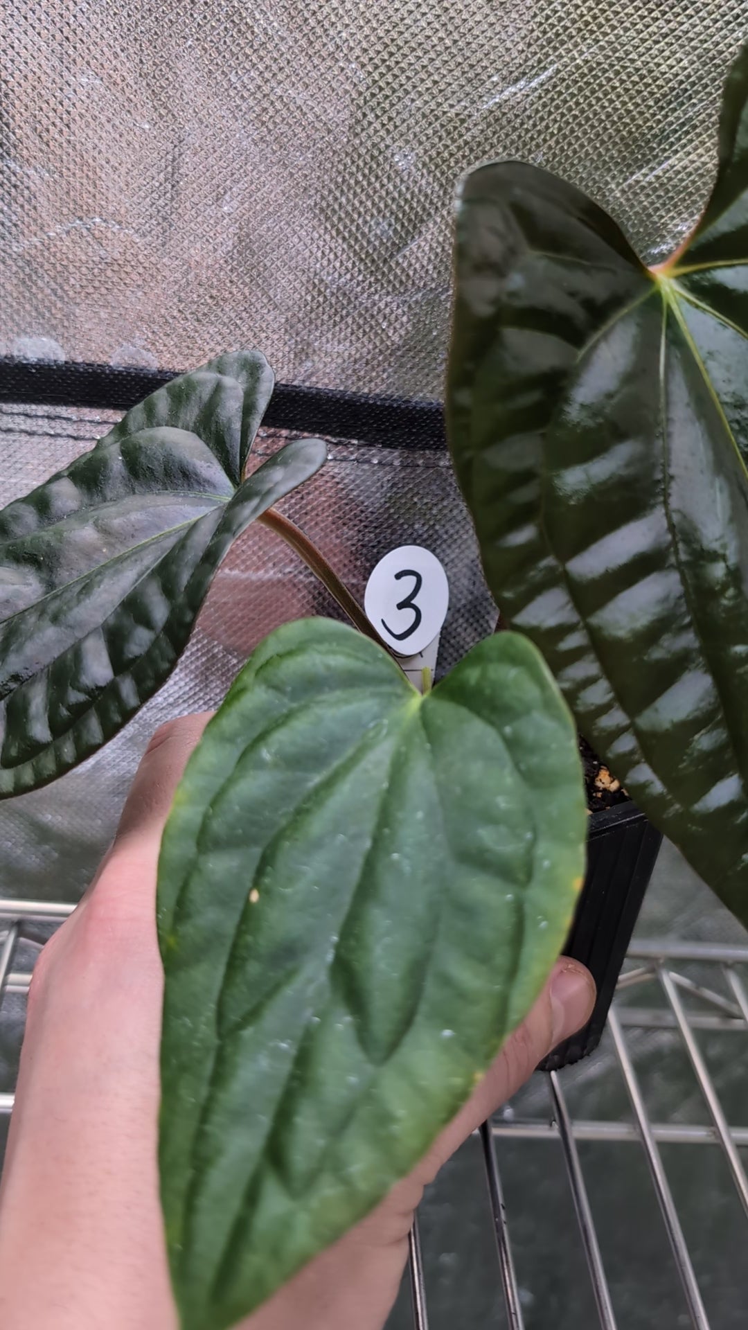 Anthurium Luxurians x Papillilaminum 'Fort Sherman' – Curious Plants