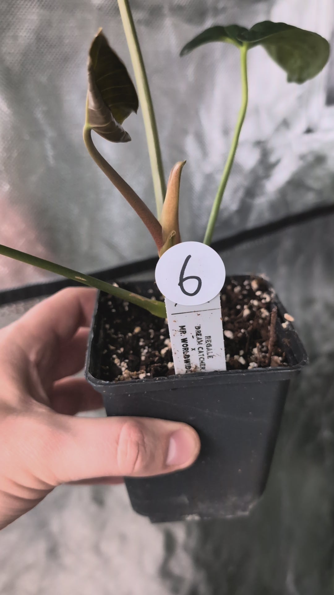 Anthurium Regale 'Dream Catcher' x Mr. Worldwide – Curious Plants