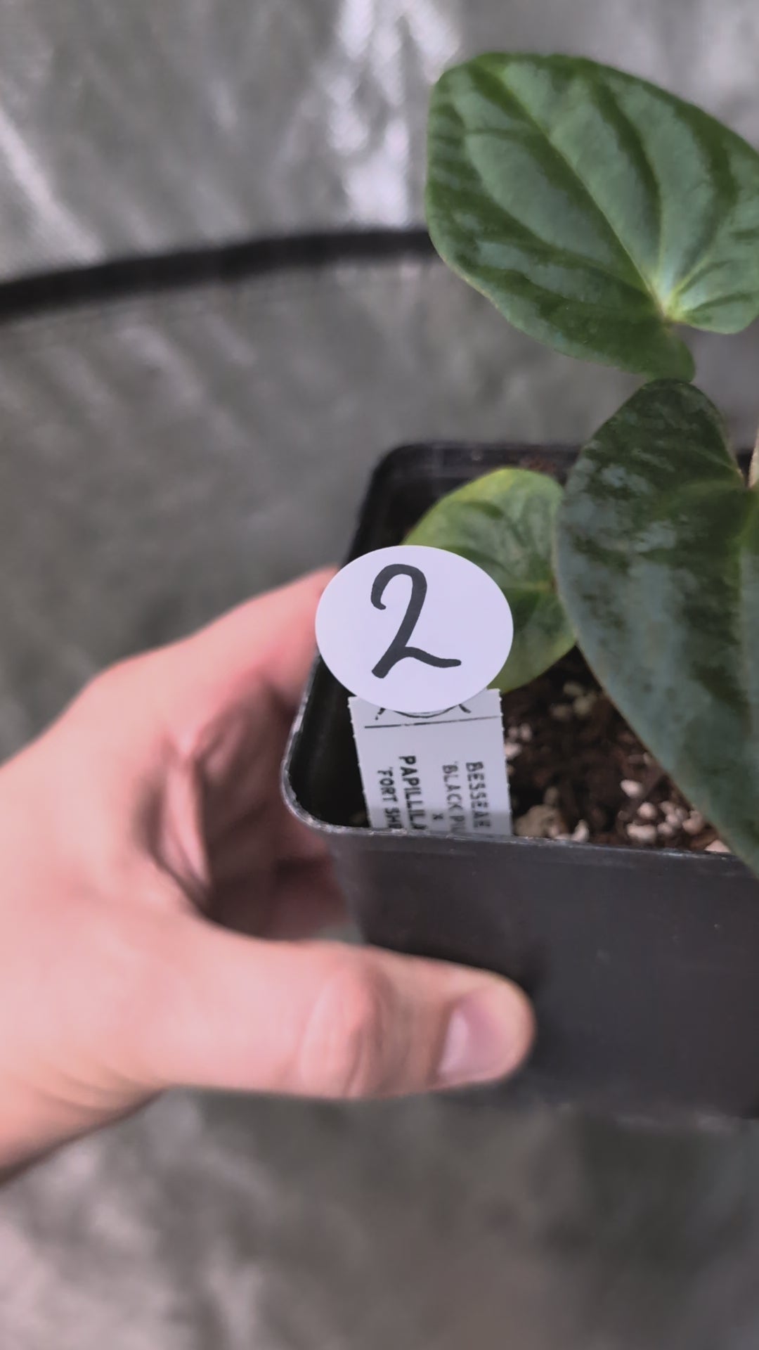 anthurium bangkok merah Red Anthurium – Bayya Alward