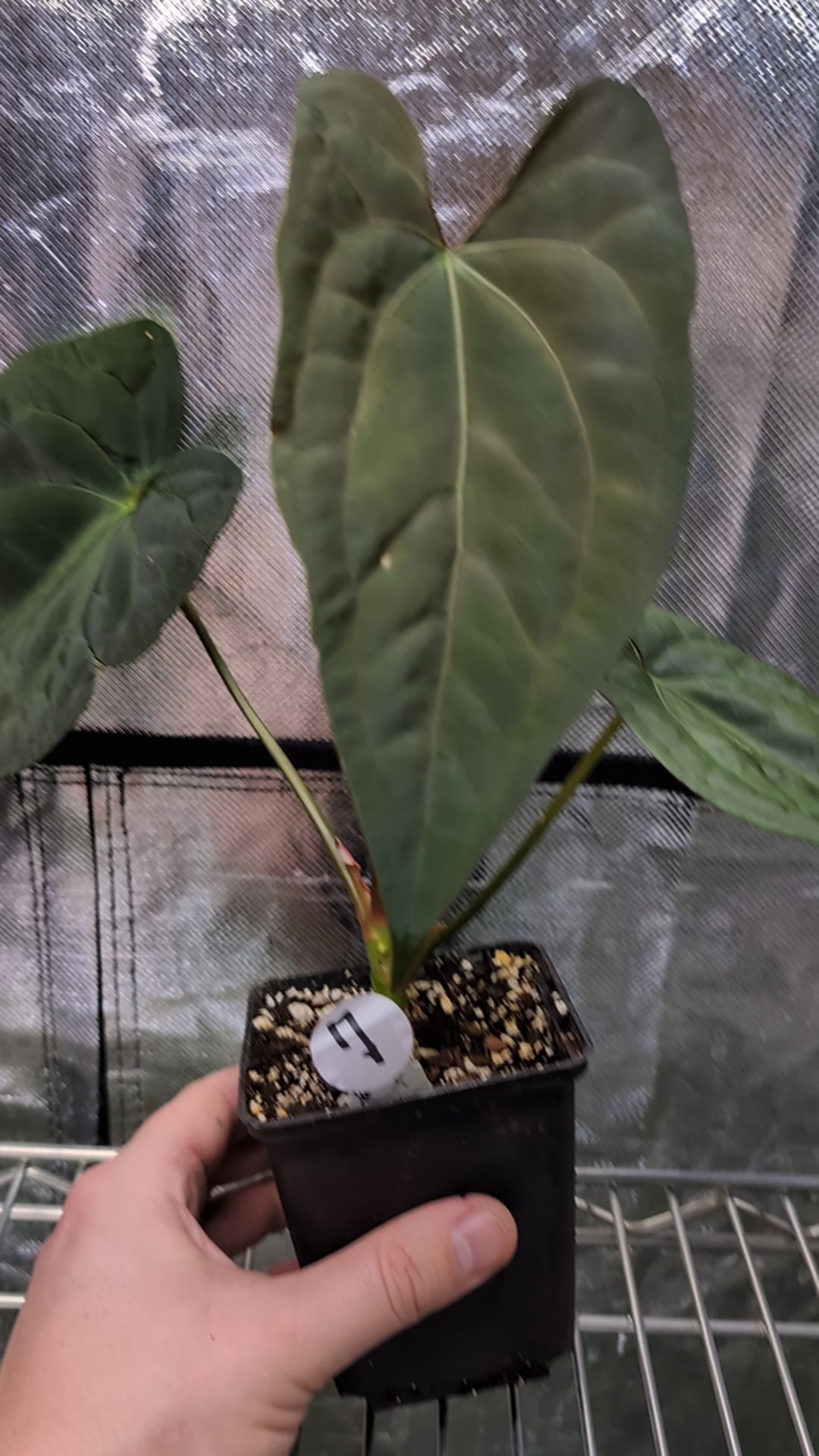 Anthurium Papillilaminum 'Daniel' x Ace of Spagetii – Curious Plants