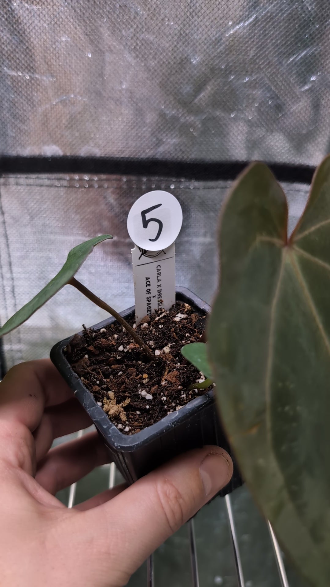 Anthurium (Carlablackiae x Dressleri Rio Guanche) X 'Ace of