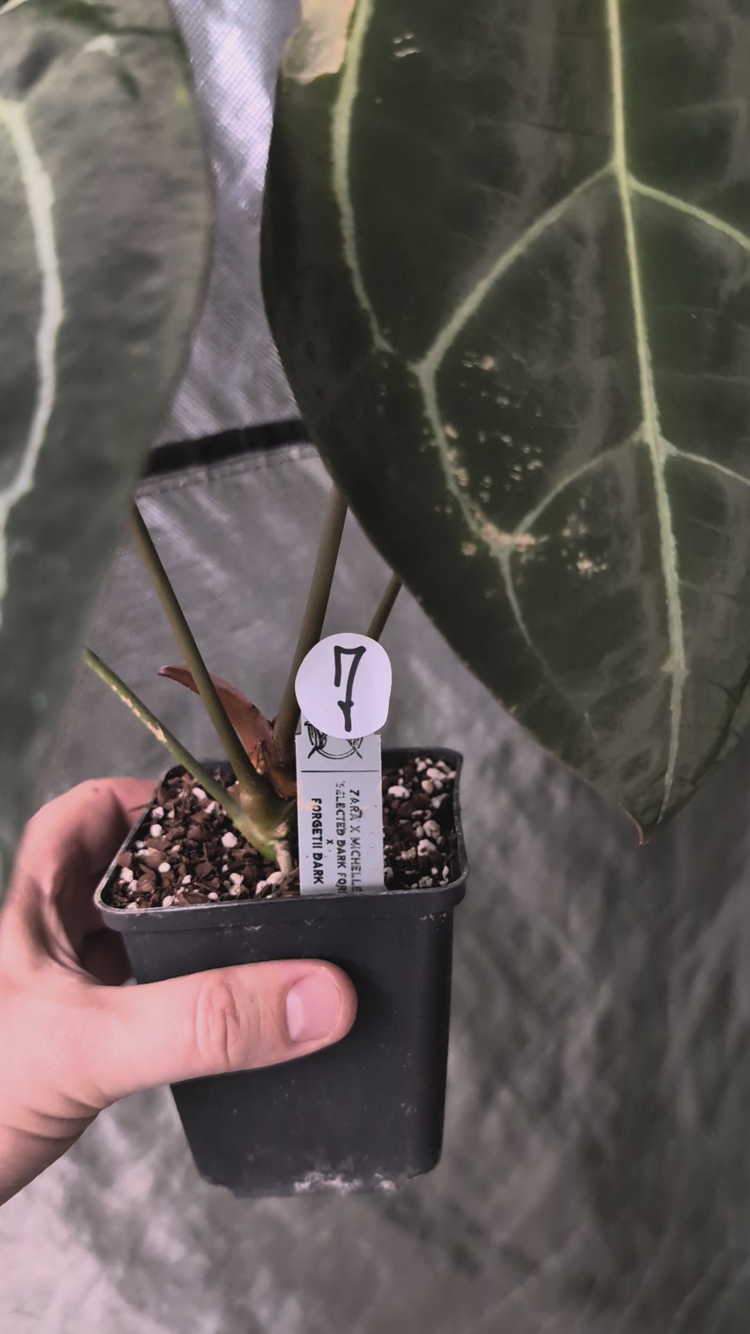 Anthurium Doc Block Zara x Michelle 'selected dark form' x