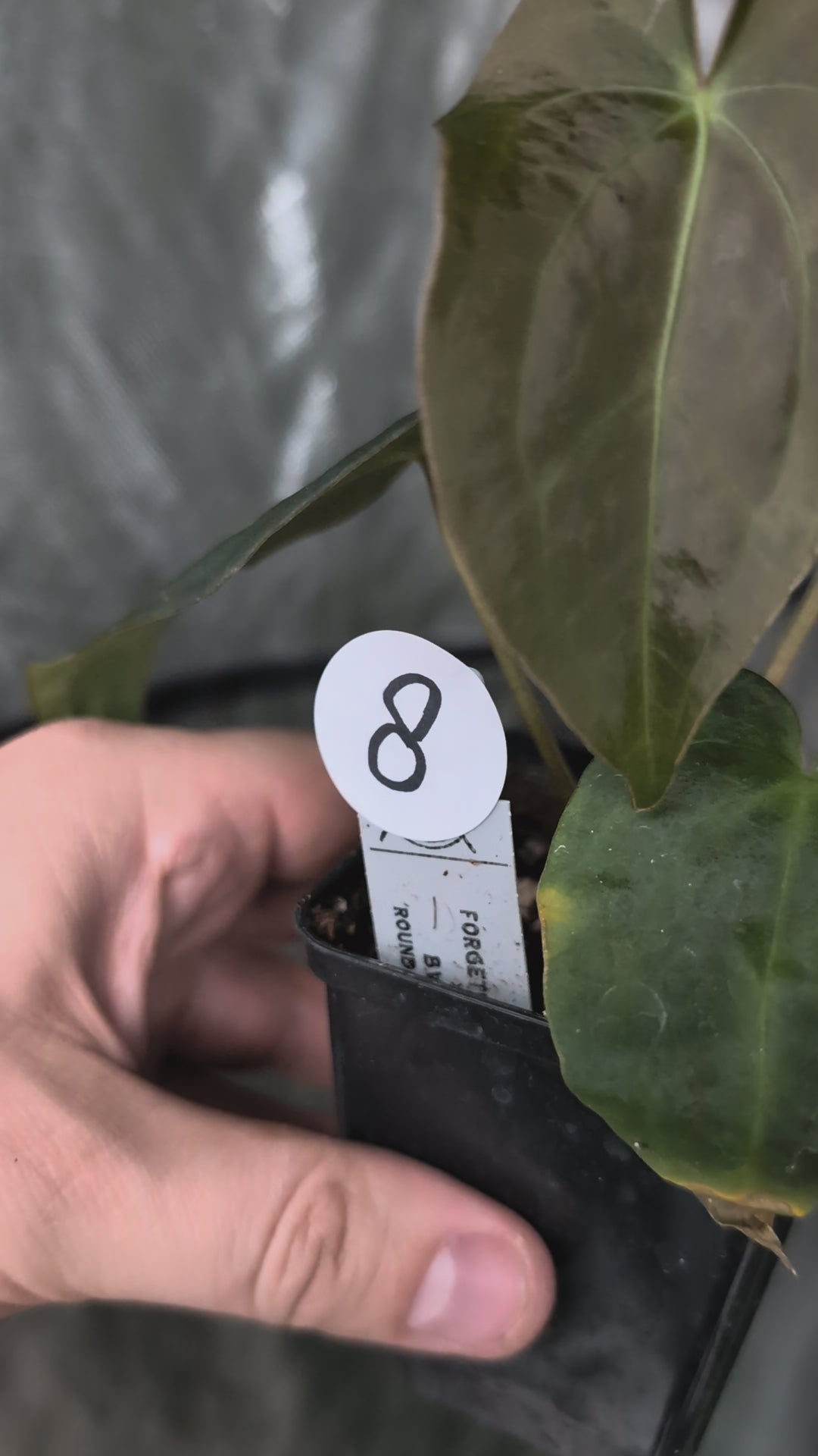 Anthurium Forgetii dark form x BVEP 'Round x Felix' – Curious Plants
