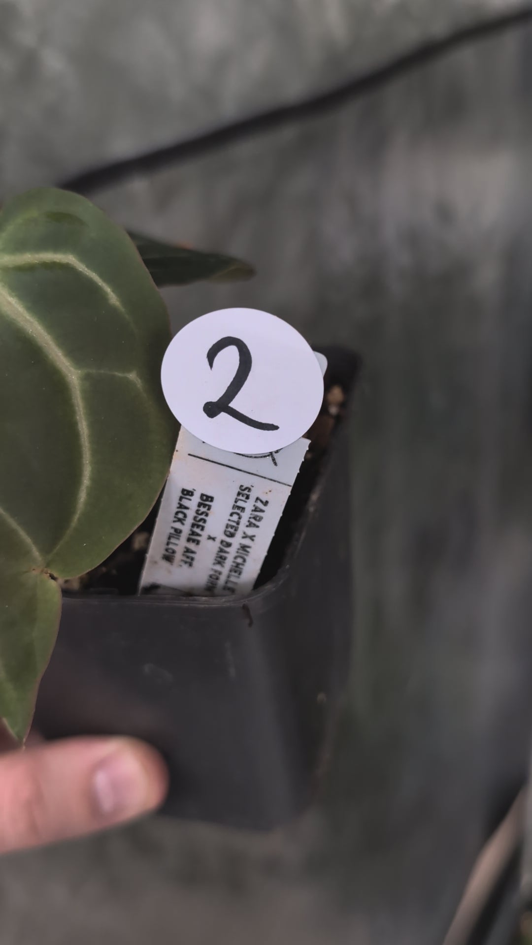 Anthurium Doc Block Zara x Michelle 'Selected Dark Form' x Besseae