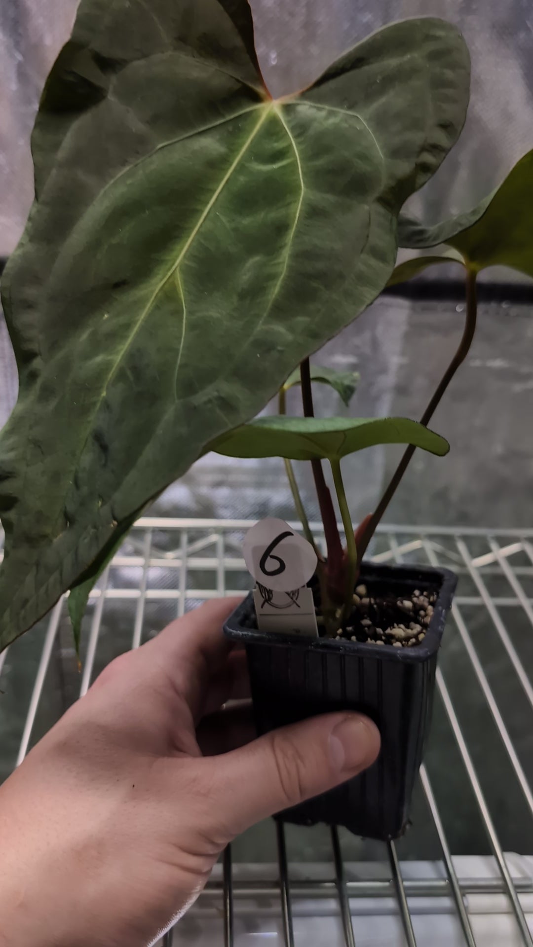 Anthurium Papillilaminum 'Daniel' x Ace of Spagetii – Curious Plants