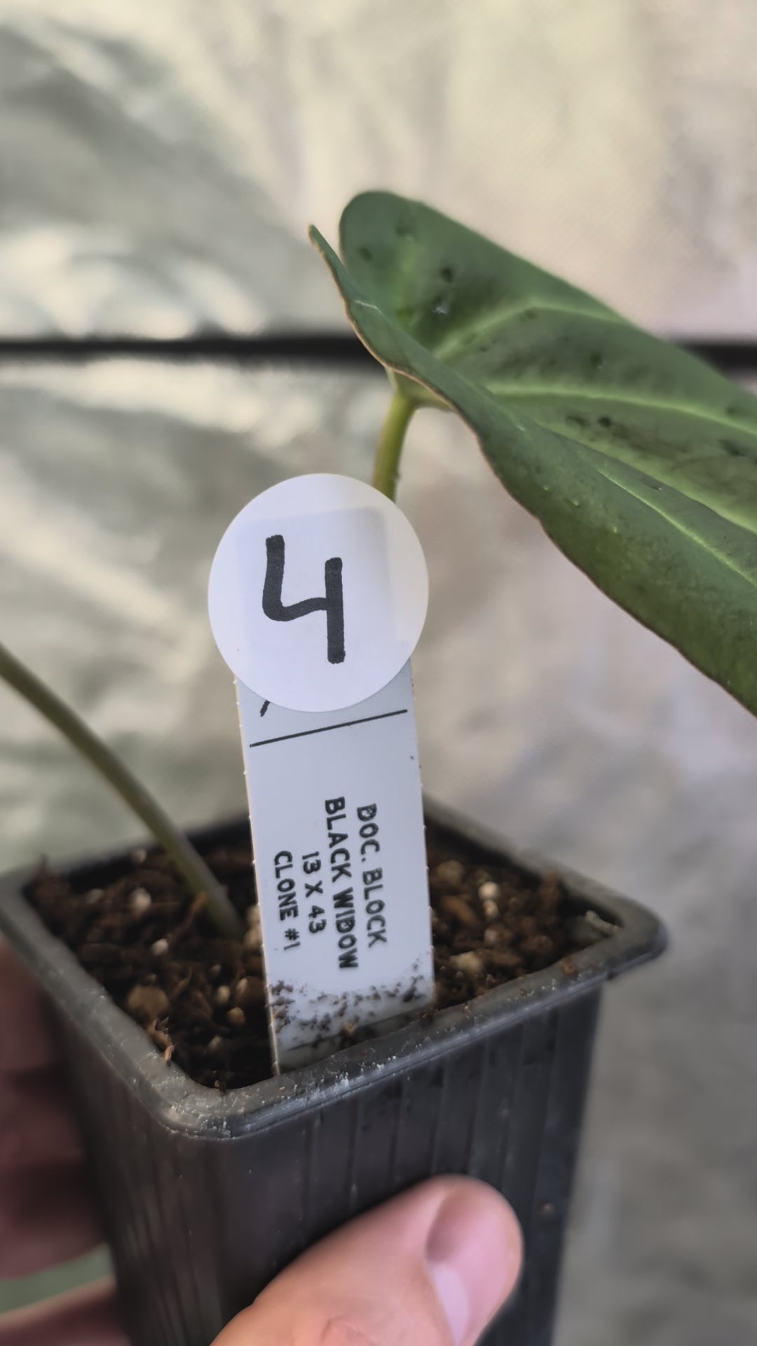 Anthurium Black Widow 13 x 43 clone – Curious Plants