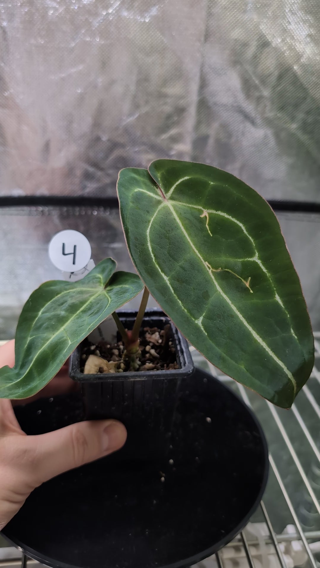 Anthurium Doc Block Zara x Michelle 'selected dark form' x