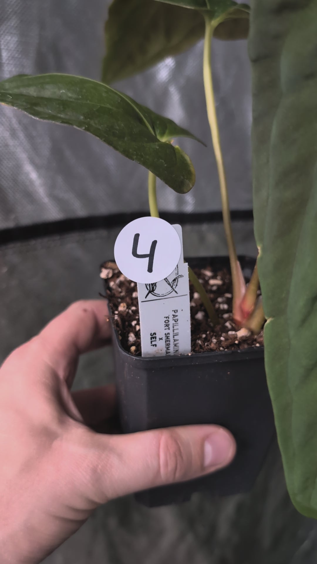 Anthurium Papillilaminum 'Fort Sherman' – Curious Plants