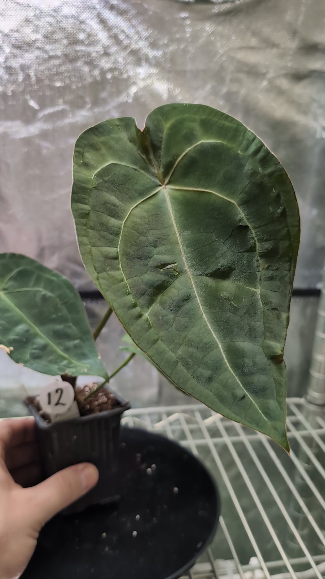 Anthurium Doc Block Zara x Michelle 'selected dark form' x