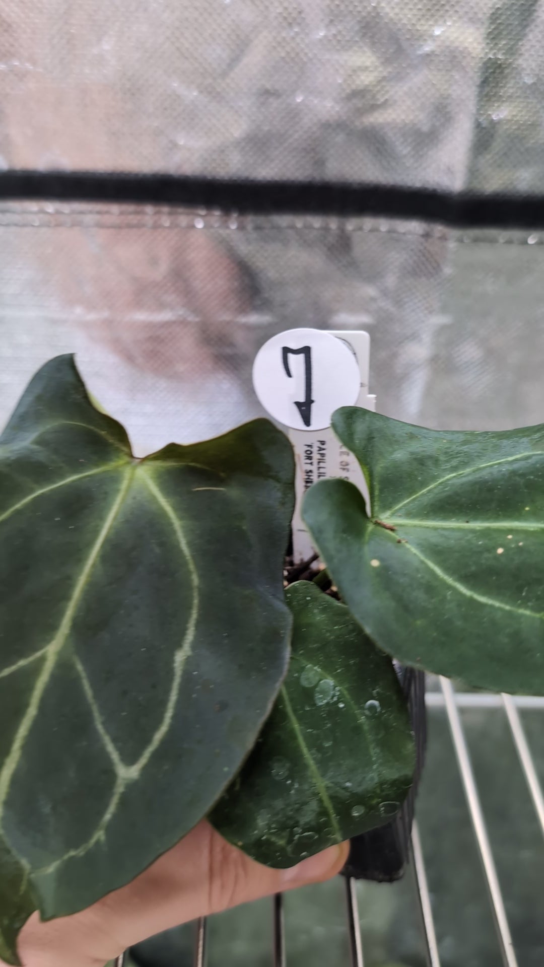 Anthurium Ace of Spagetii x Papillilaminum 'Fort Sherman