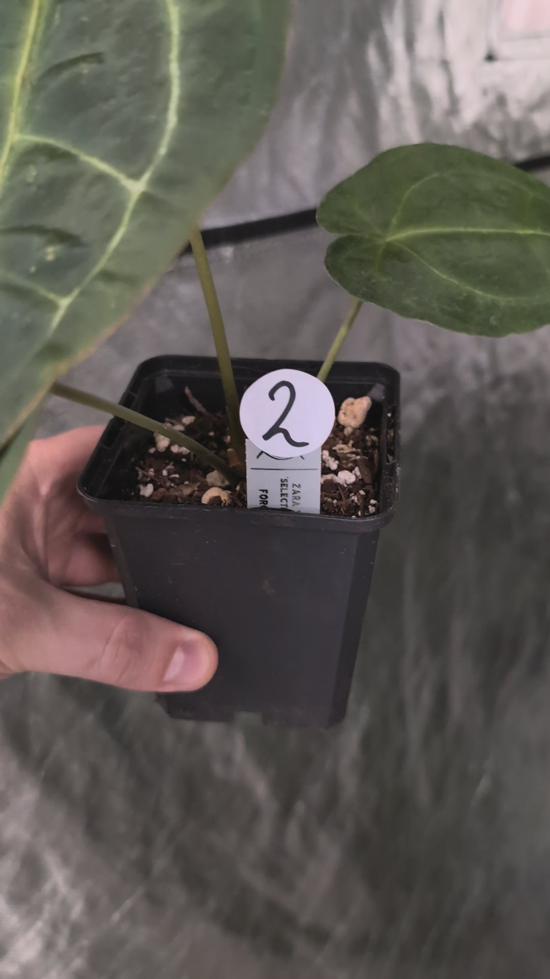 Anthurium Doc Block Zara x Michelle 'selected dark form' x