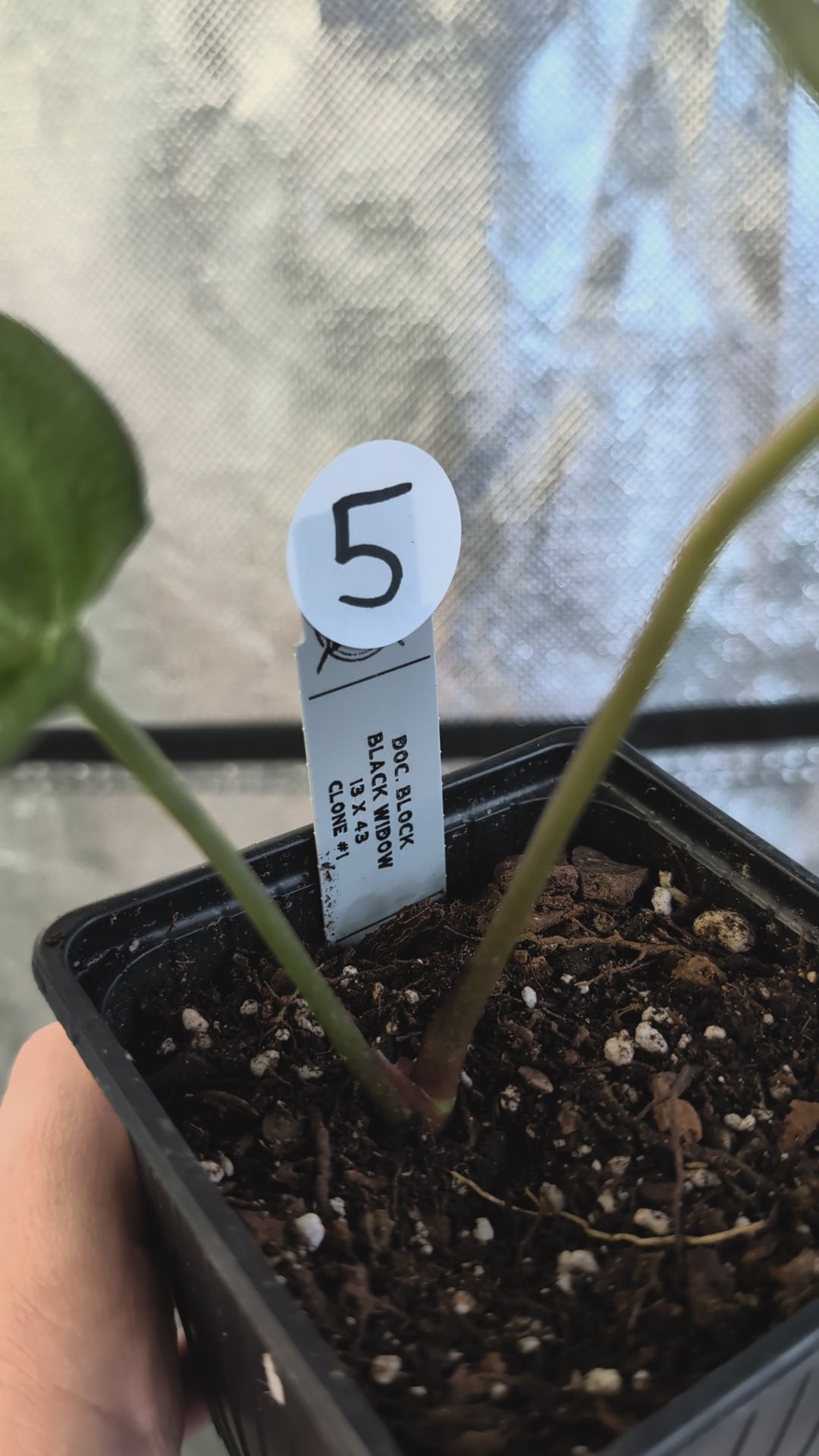 Anthurium Black Widow 13 x 43 clone – Curious Plants