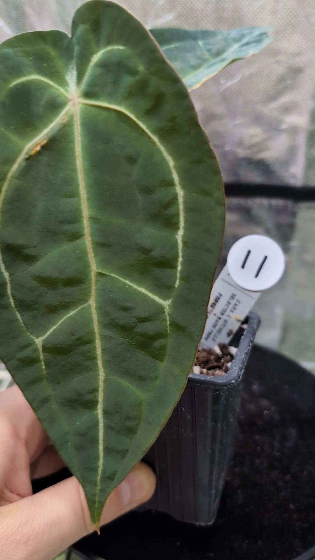 Anthurium Doc Block Zara x Michelle 'selected dark form' x