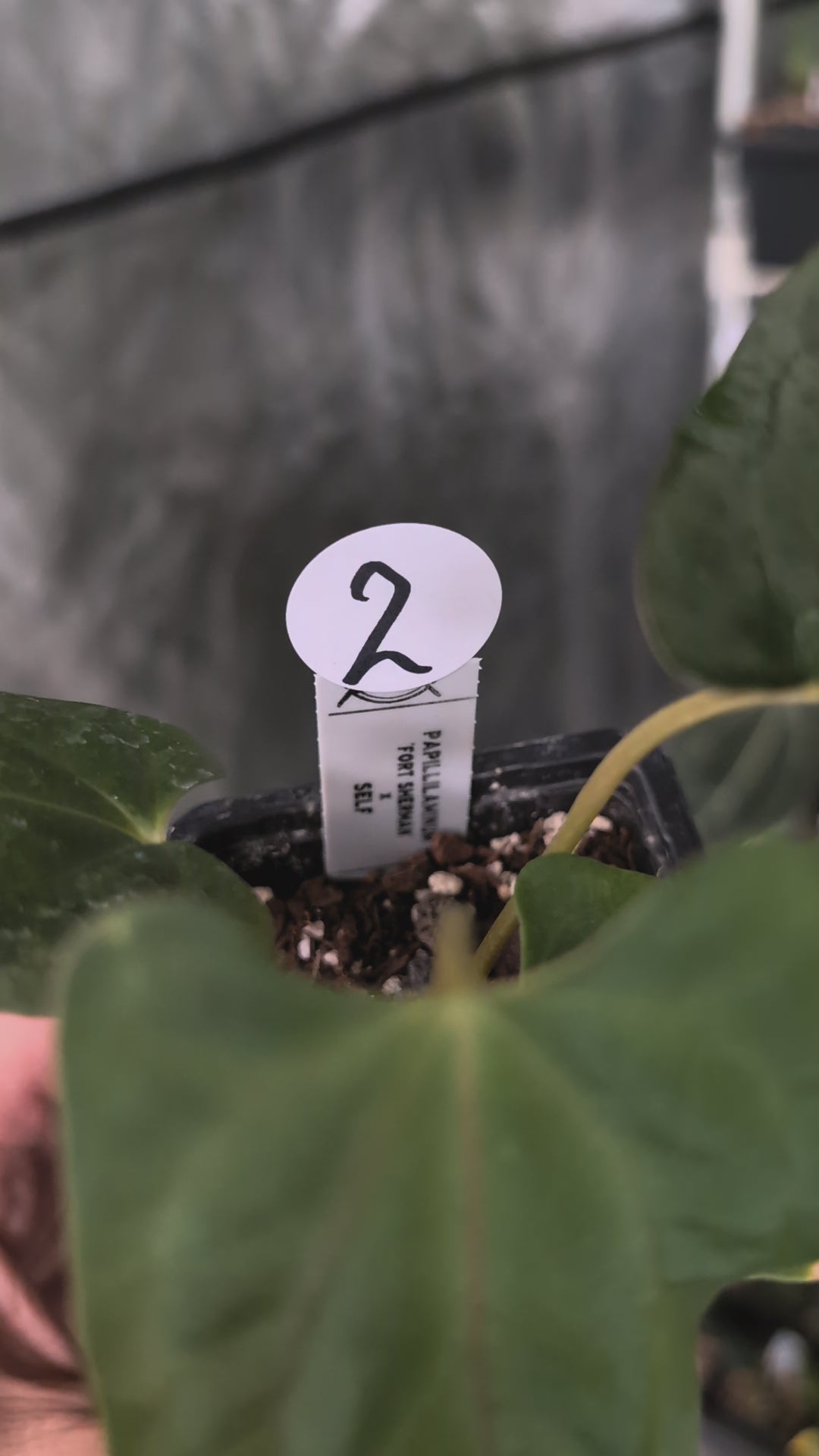 Anthurium Papillilaminum 'Fort Sherman' – Curious Plants