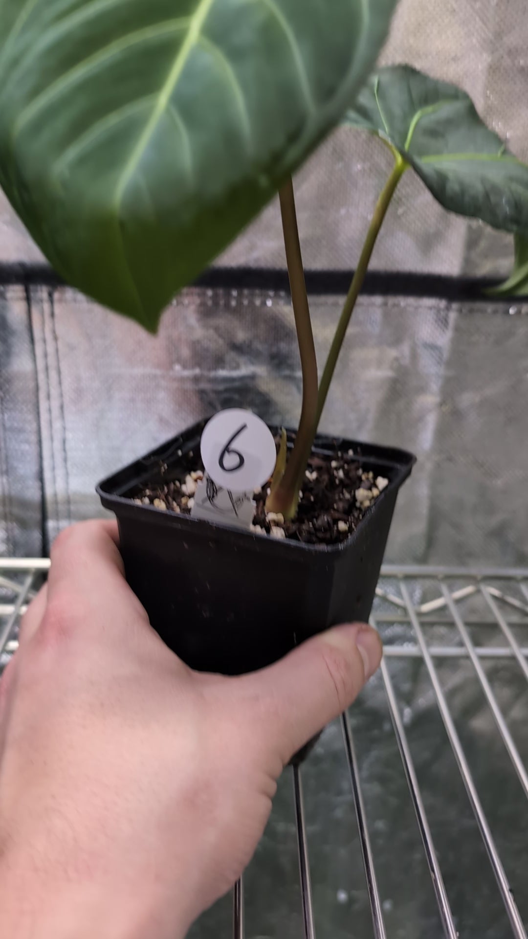 Anthurium Regale 'Dream Catcher' x Mr. Worldwide – Curious Plants