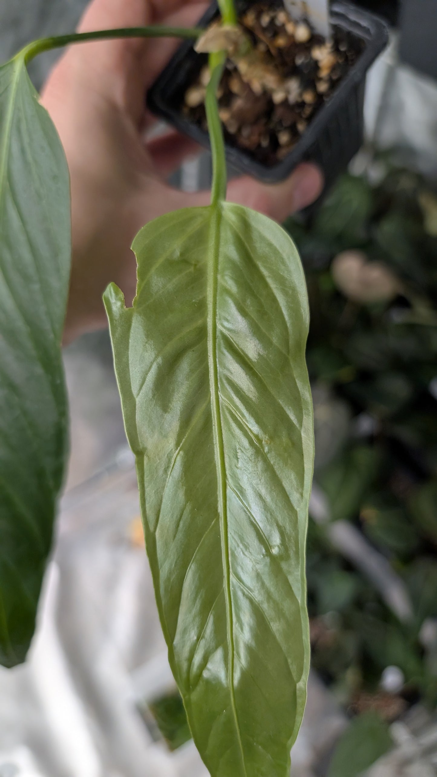 Anthurium Spectabile