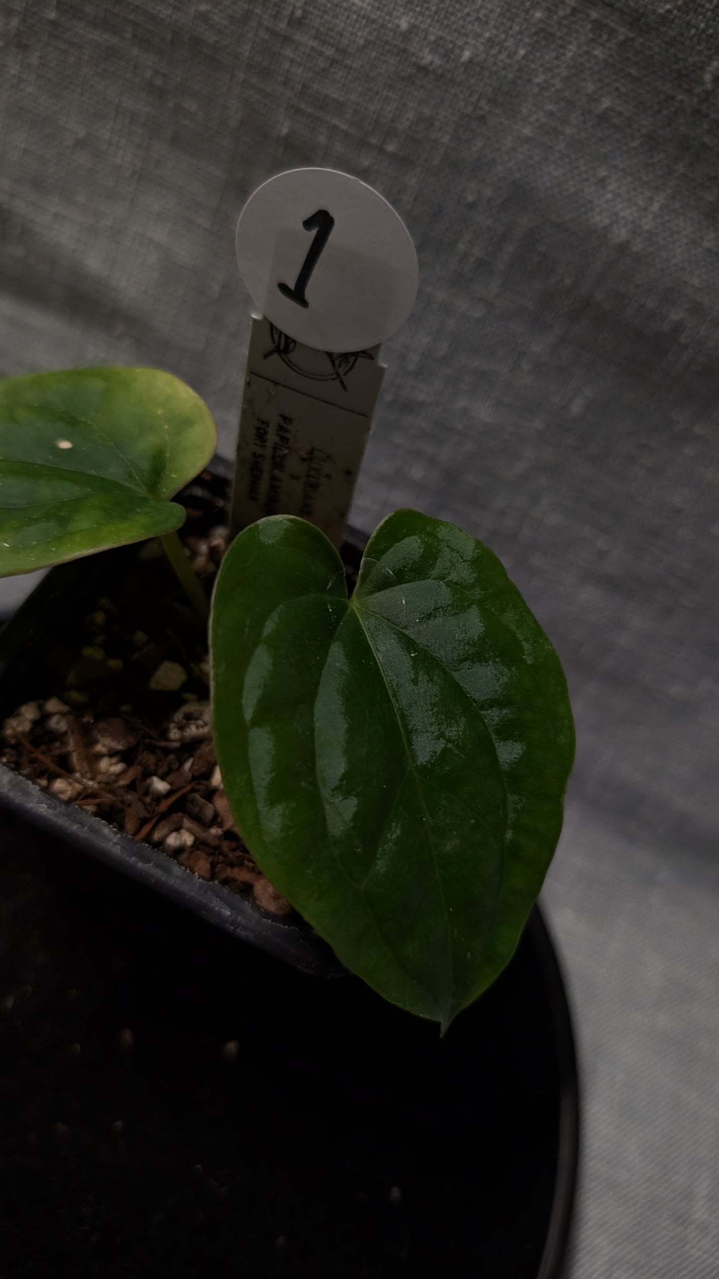 Anthurium Luxurians x Papillilaminum 'Fort Sherman'