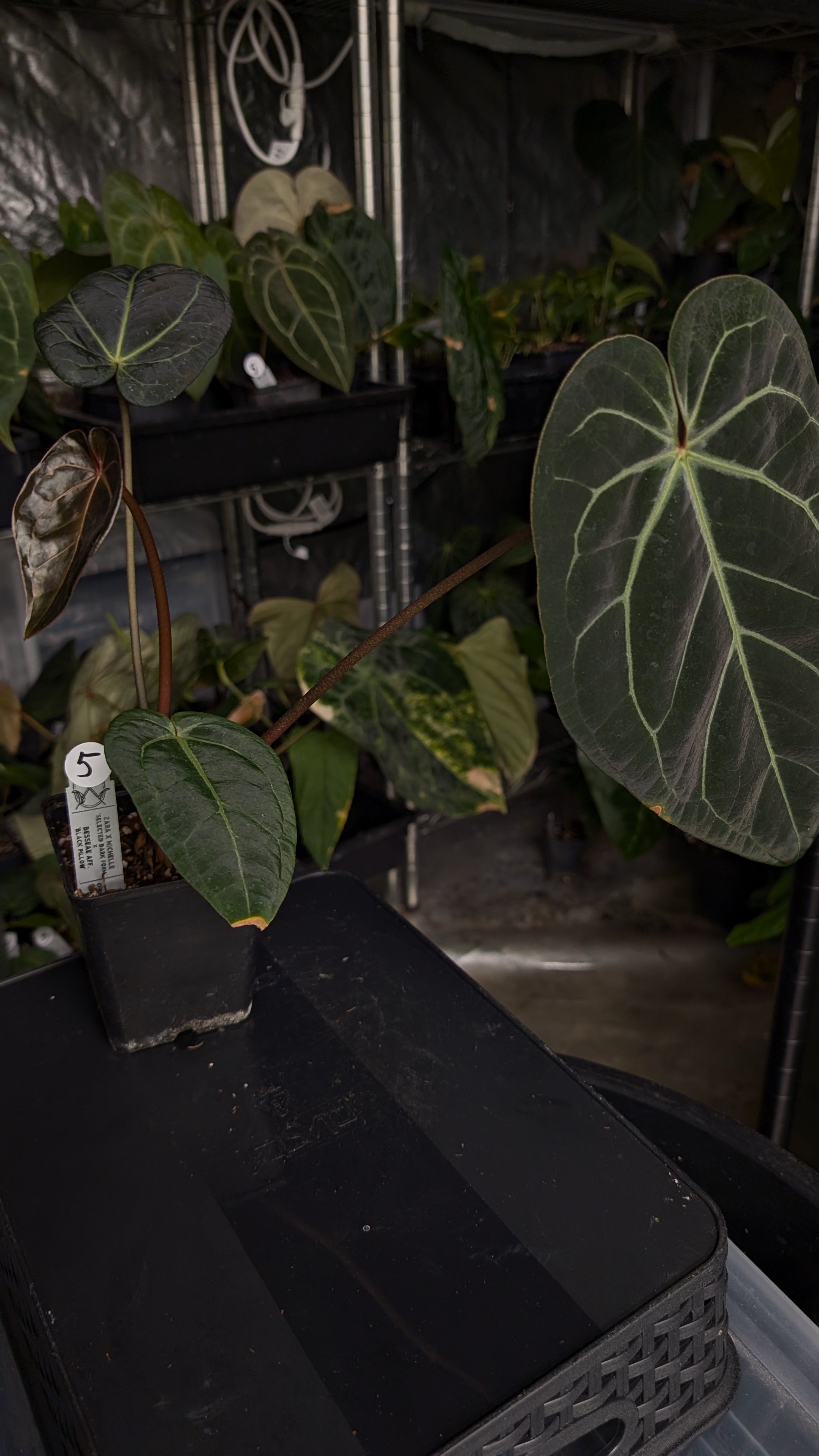 Anthurium Doc Block Zara x Michelle 'Selected Dark Form' x Besseae
