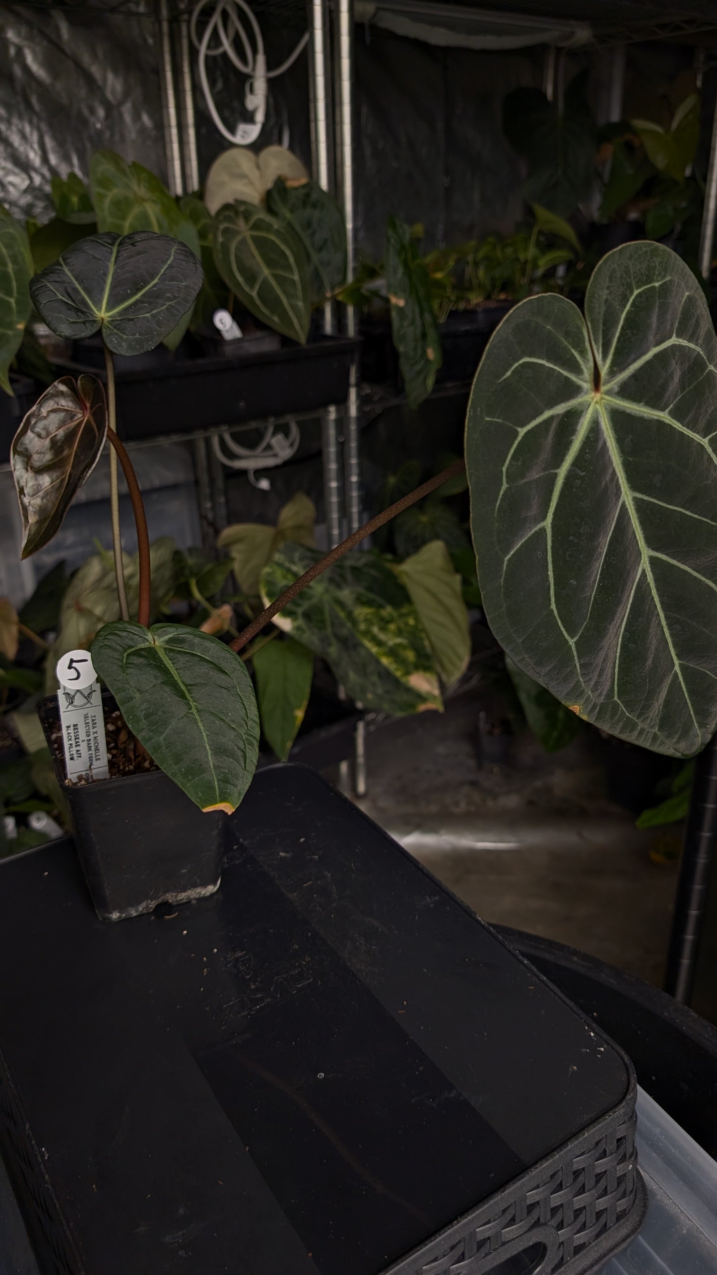 Anthurium Doc Block Zara x Michelle 'Selected Dark Form' x Besseae aff. 'Black Pillow'