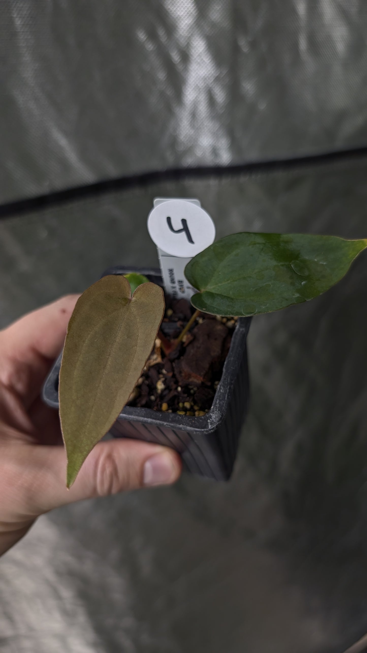 Anthurium Ace of Spagetii x BVEP 'Round x Felix'