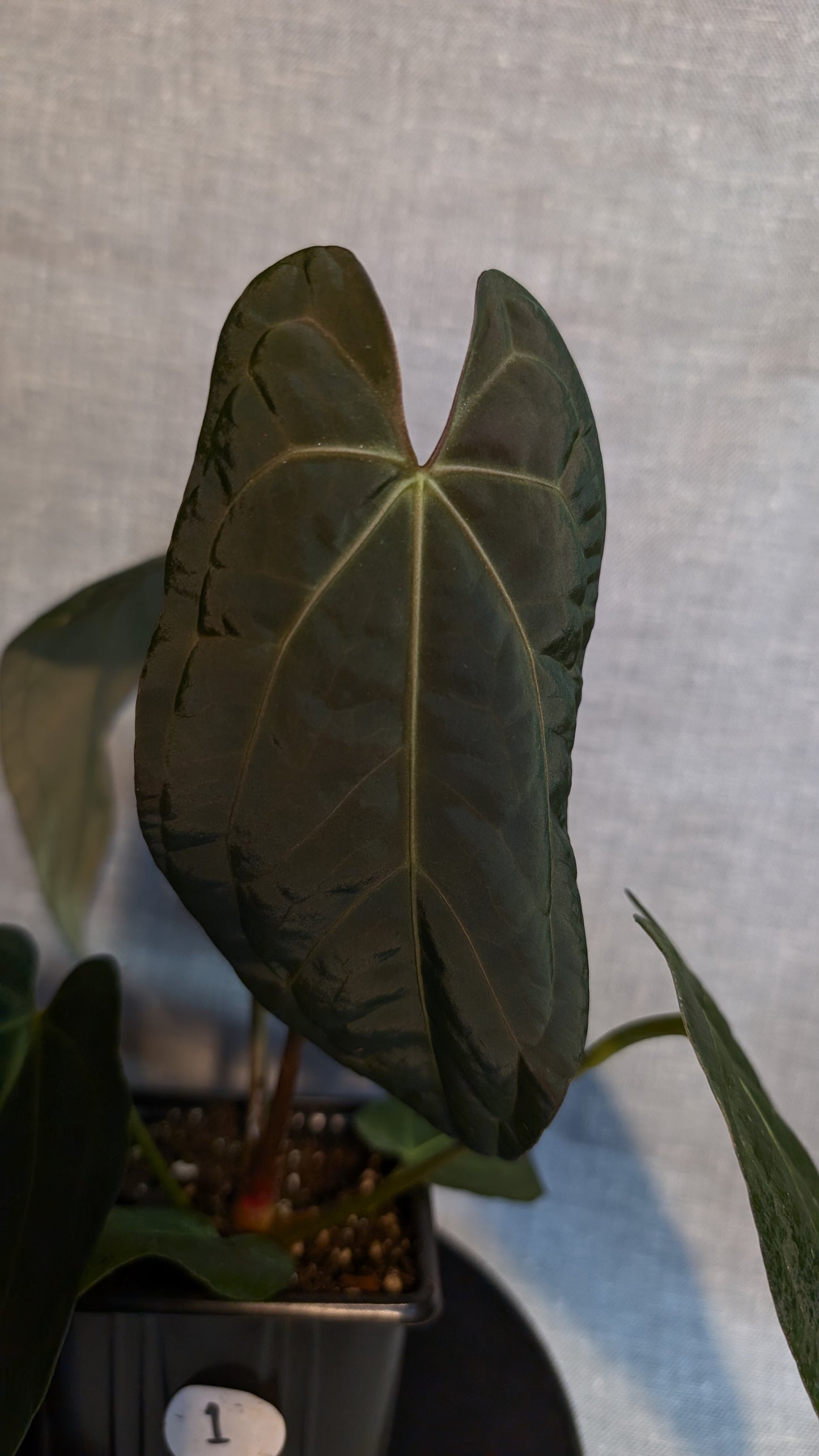 Anthurium Doc Block 'Zara'x'Michelle' Selected Dark x Papillilaminum 'Fort Sherman', Bigger Select plants