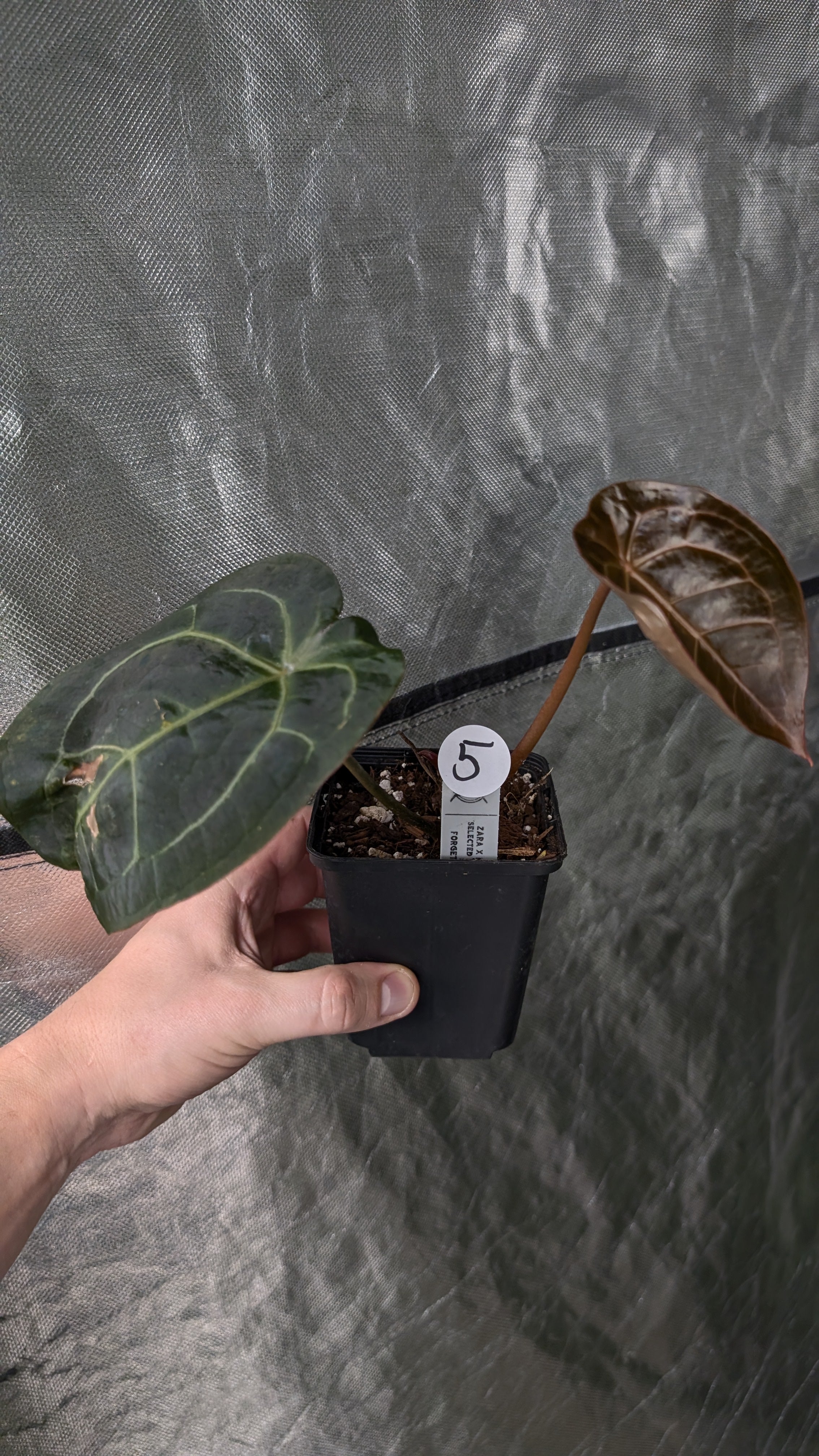 Anthurium Doc Block Zara x Michelle 'selected dark form' x