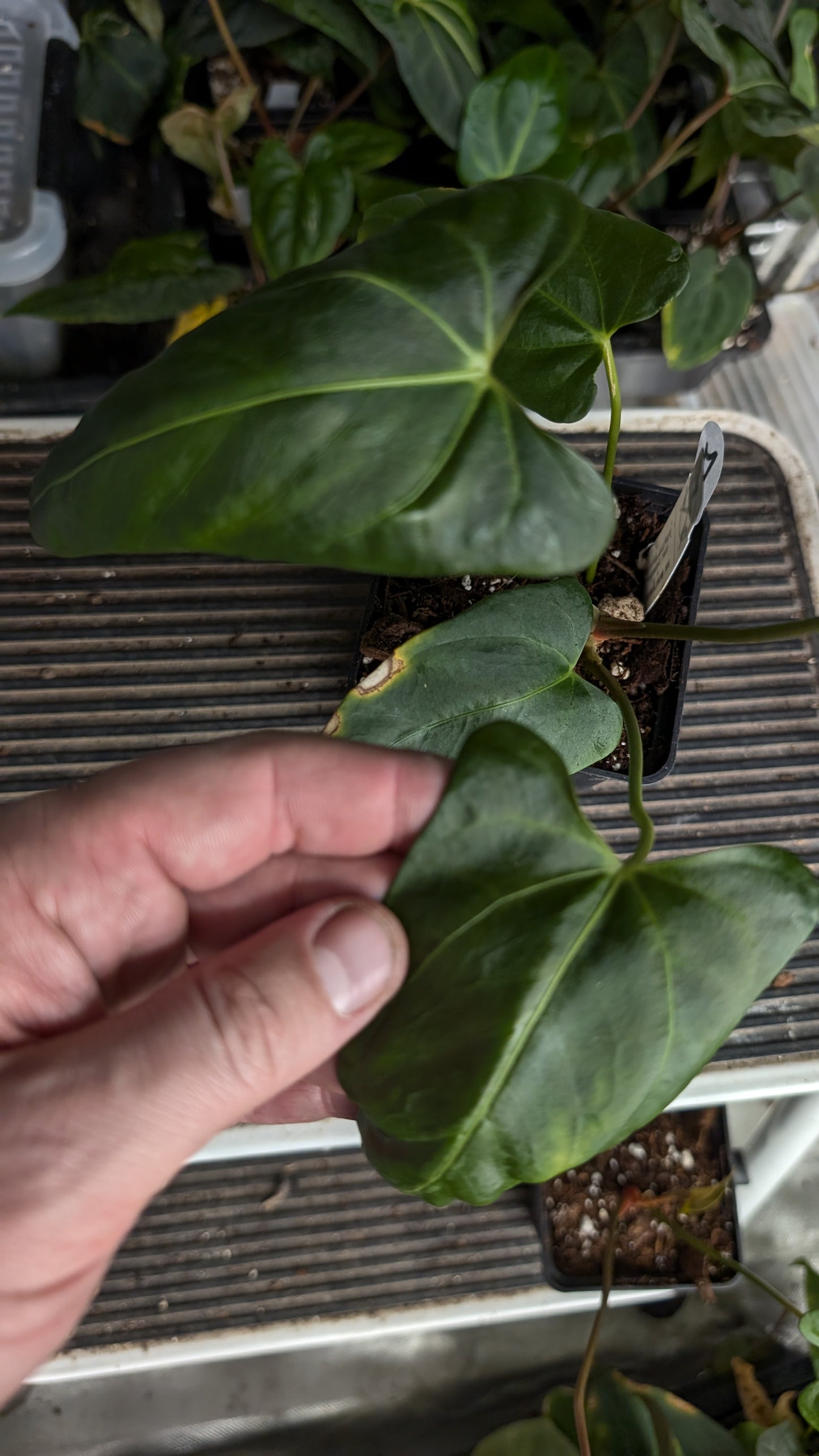 Anthurium Papillilaminum 'Fort Sherman' x Mr. Worldwide