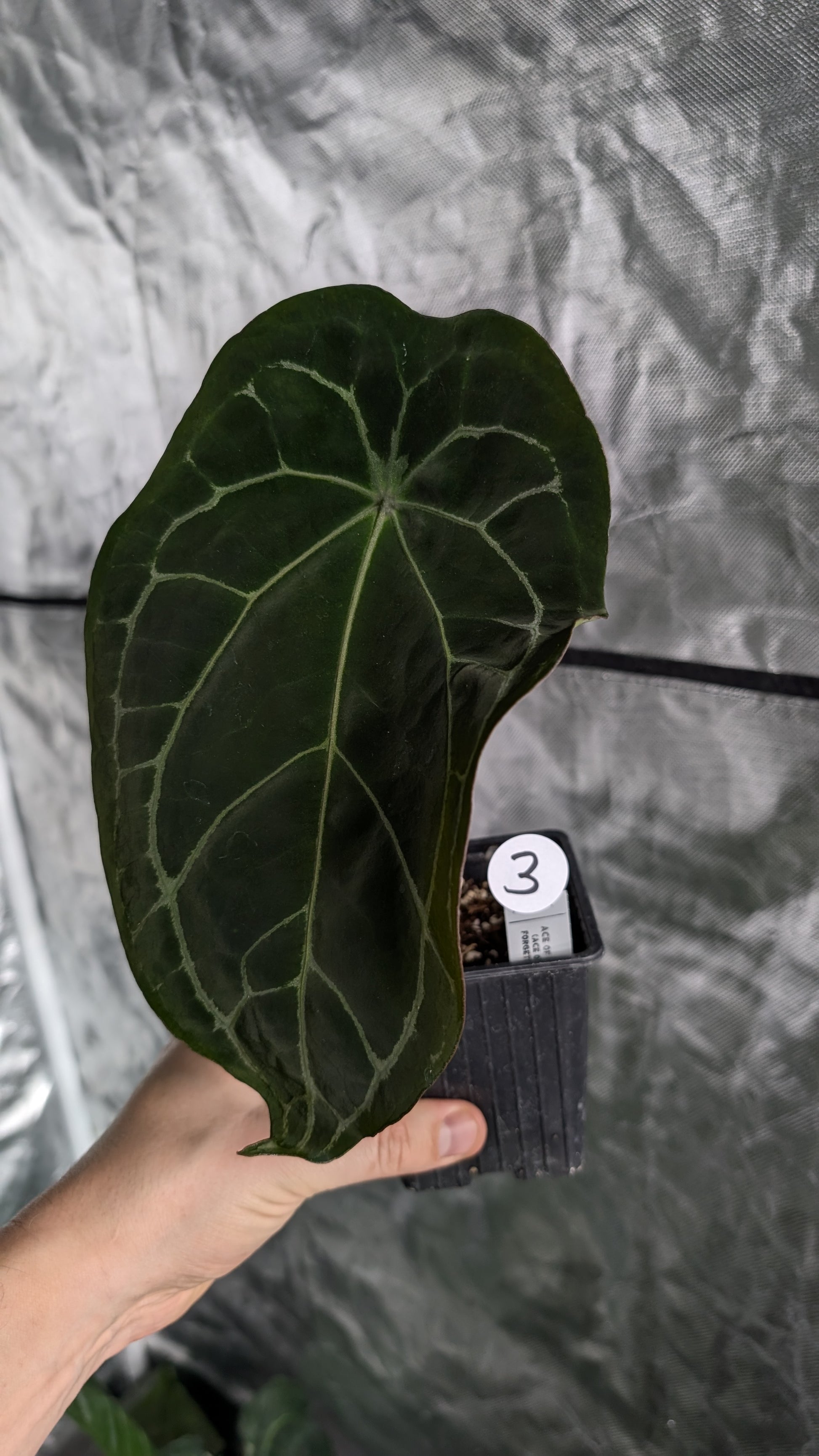 anthurium forgetii mature Anthurium Ace of Spagetii F2 – Curious Plants