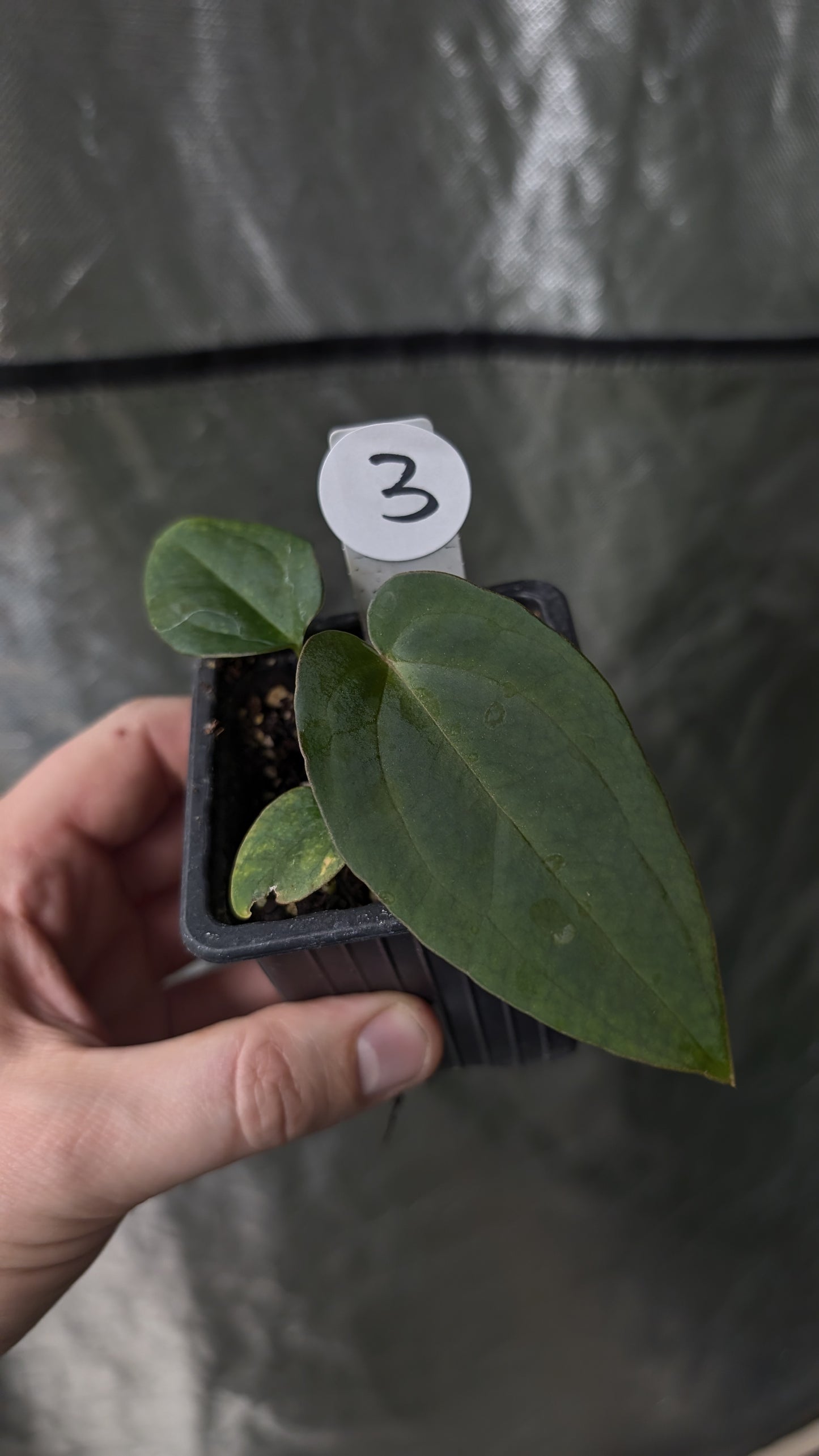 Anthurium Ace of Spagetii x BVEP 'Round x Felix'