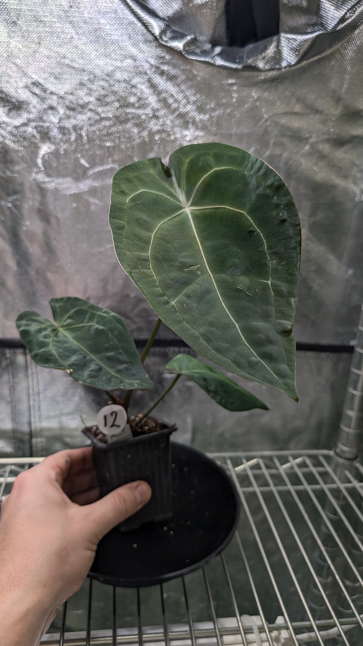 Anthurium Doc Block Zara x Michelle 'selected dark form' x Forgetii Dark