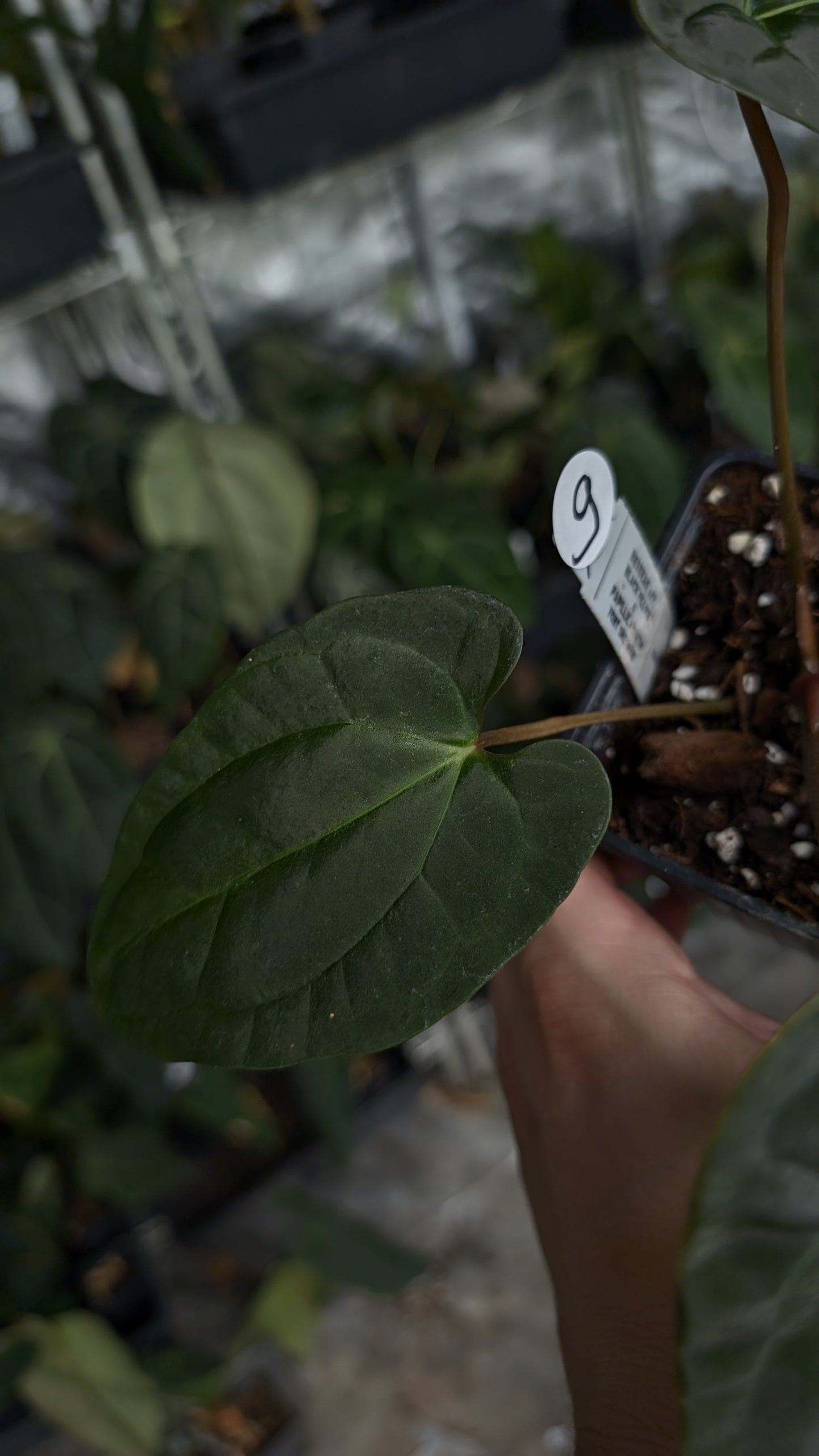 Anthurium Besseae aff 'Black Pillow' x Papillilaminum 'Fort Sherman'