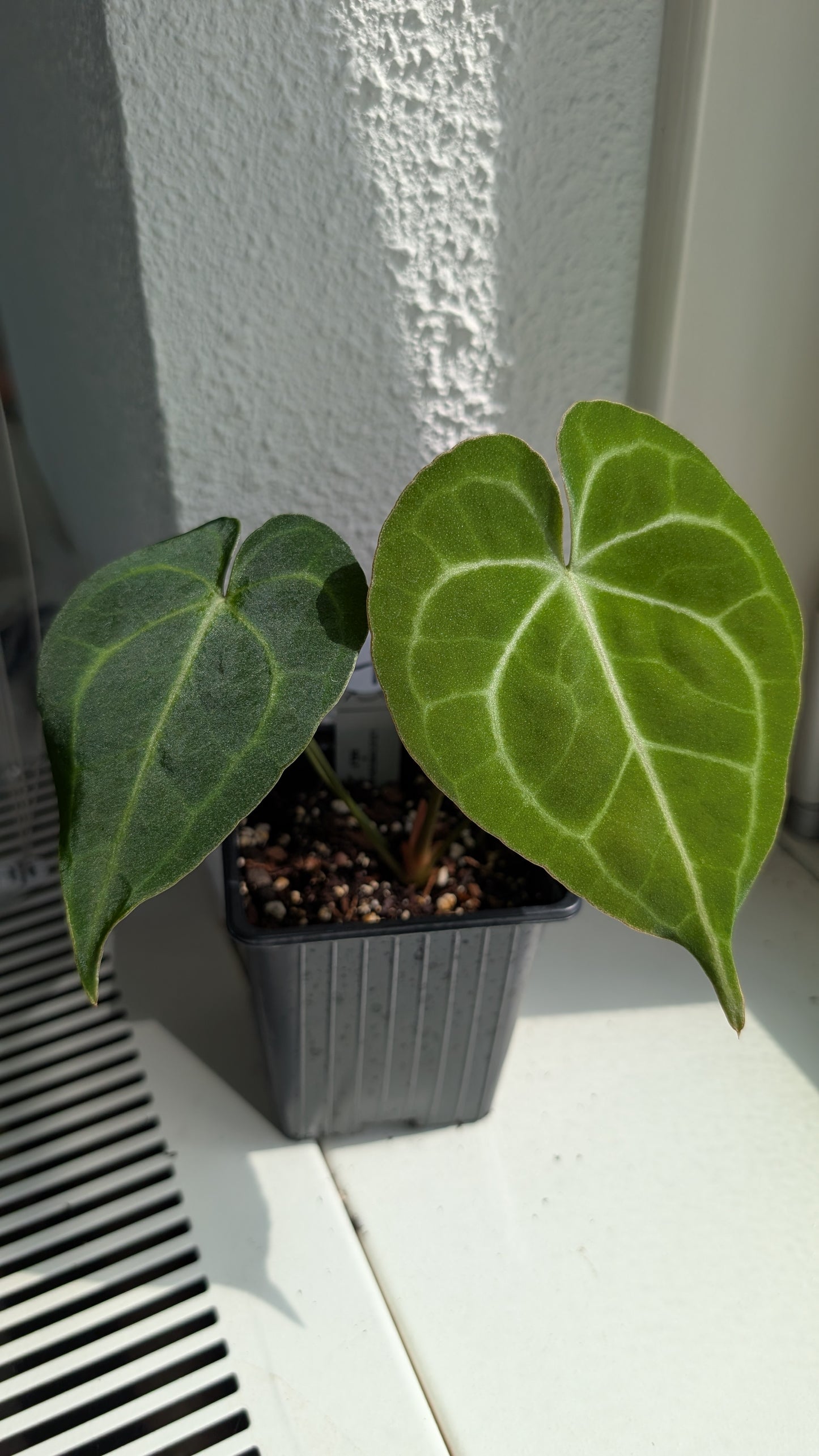 Anthurium Clarinervium x Berriozabalense x self