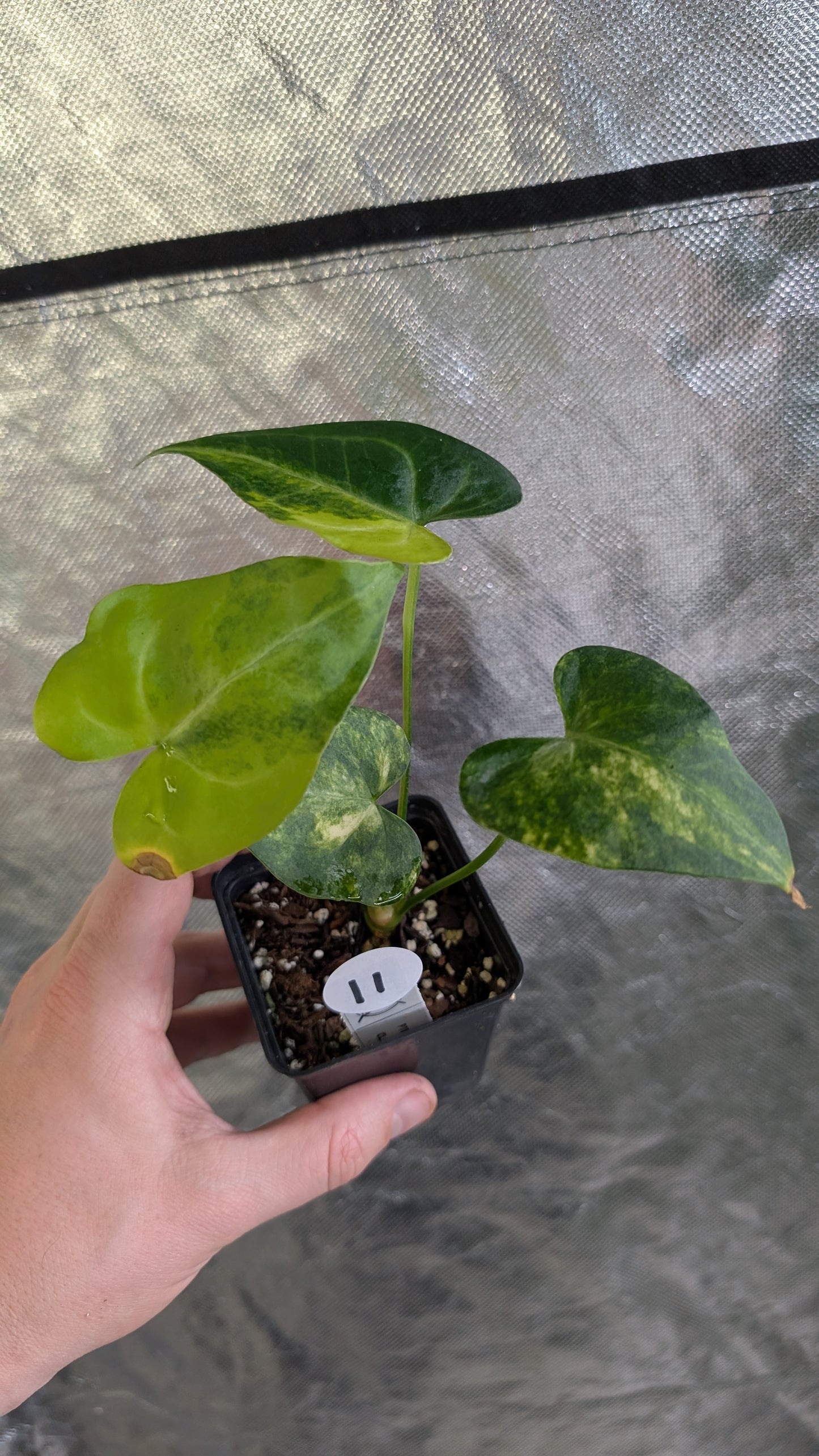 Variegated Anthurium Pterodactyl variegata x Clarinervium