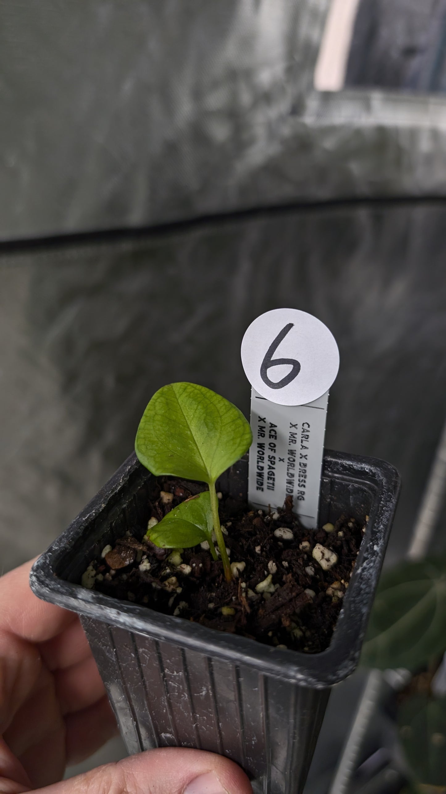 Anthurium [Carlablackiae x Dressleri Rio Guanche x Mr. Worldwide] x [Ace of Spagetii x Mr Worldwide]