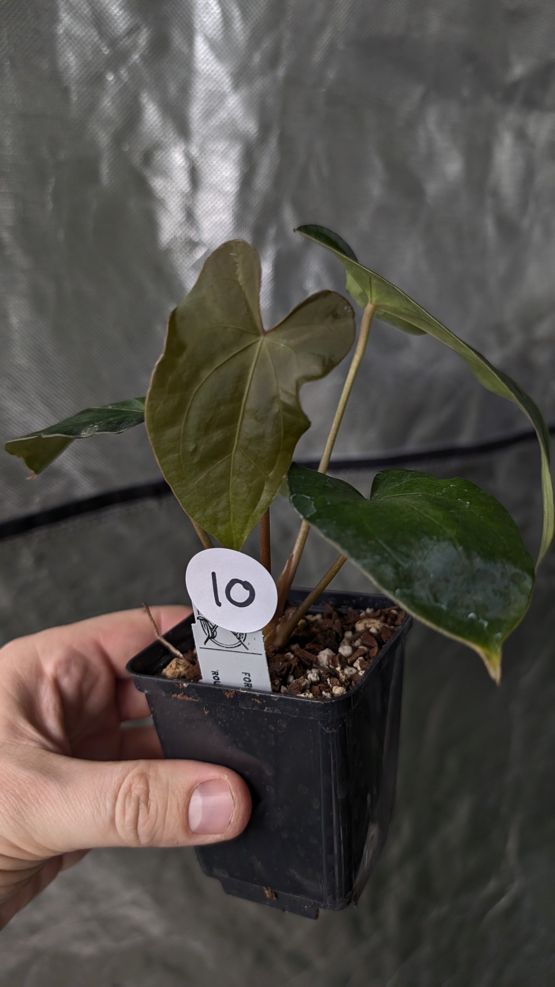 Anthurium Forgetii dark form x BVEP 'Round x Felix' – Curious Plants