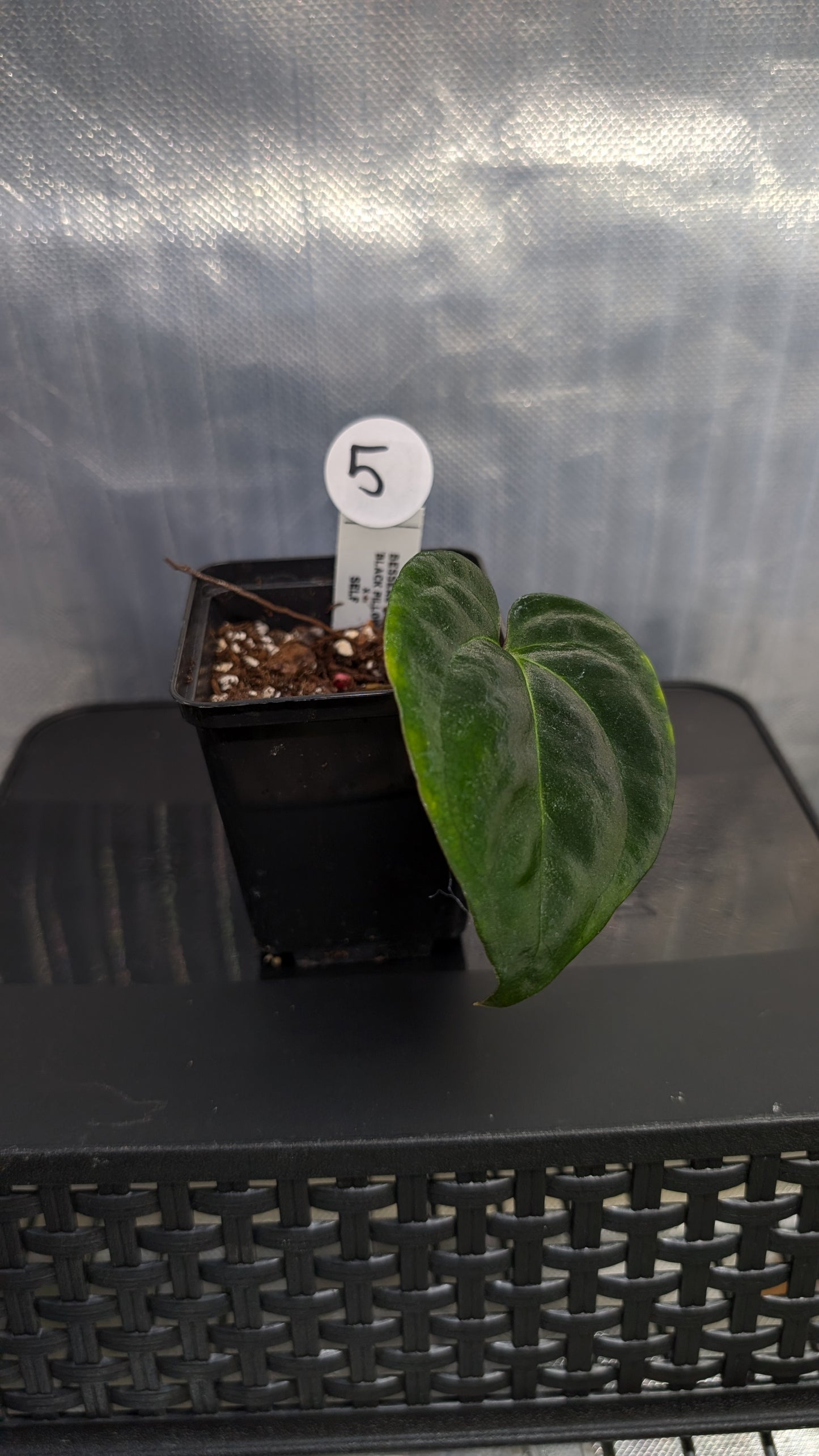 Anthurium Besseae aff. 'Black Pillow'