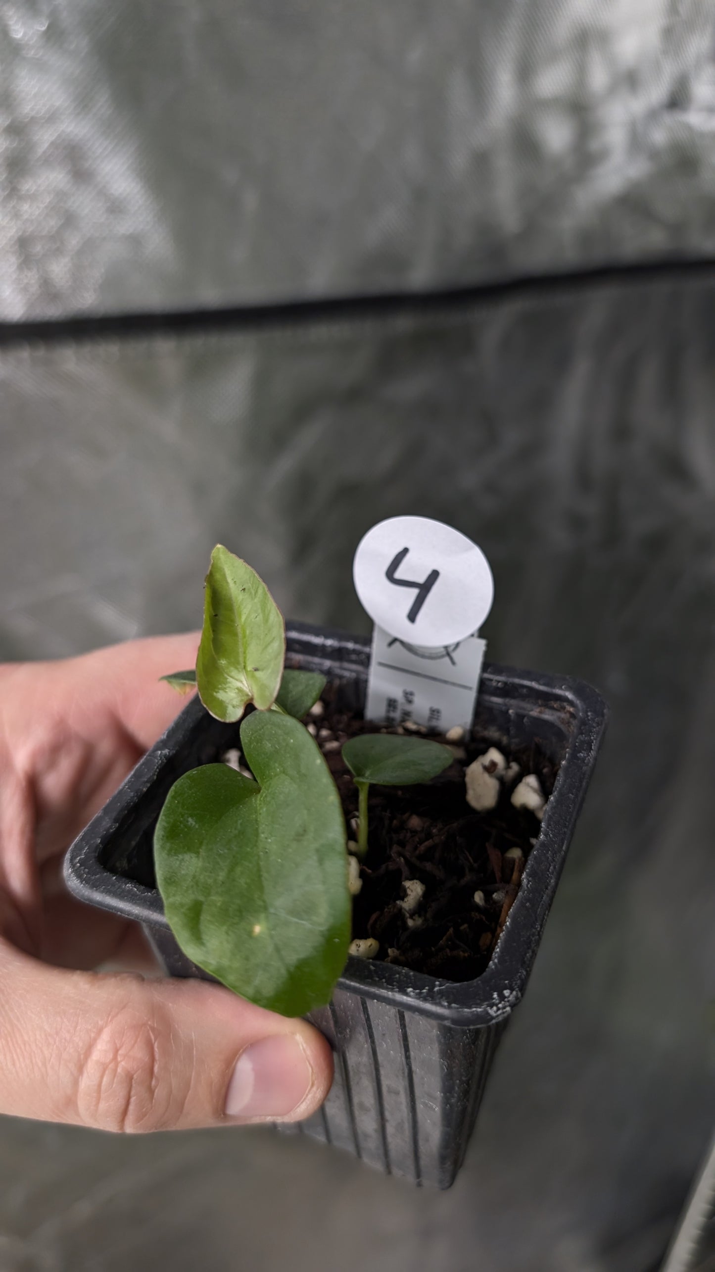 Anthurium Silver Blush Mint x Sp. Napo x Luxurians