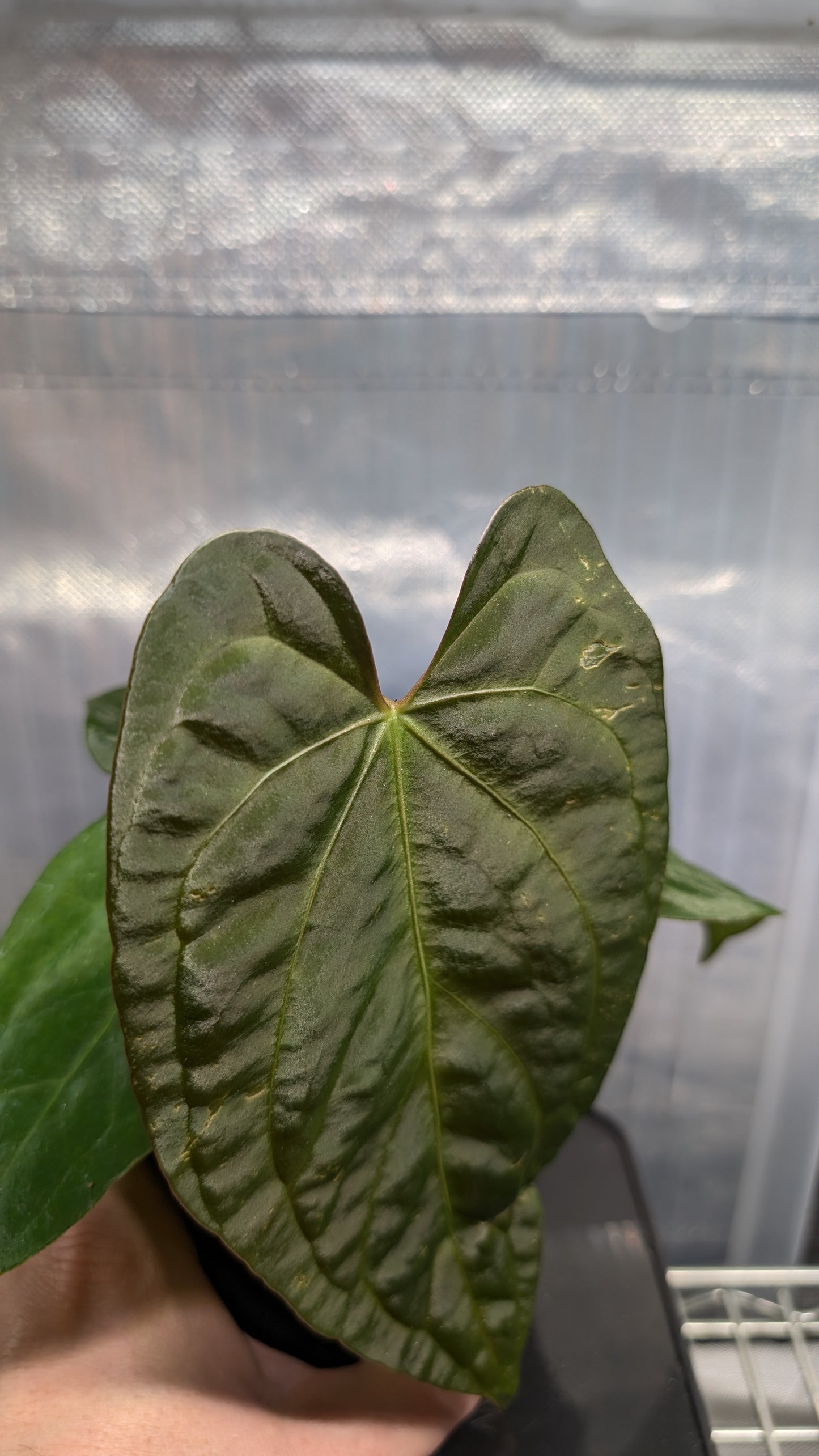 Anthurium Silver Blush Mint variegated x Papillilaminum 'Daniel'