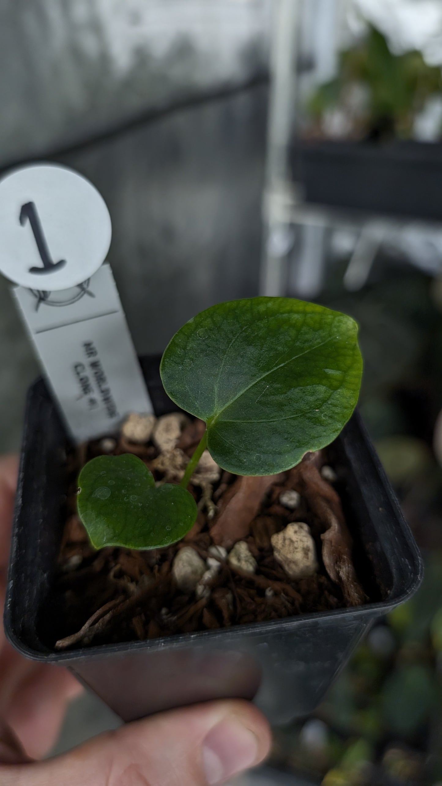 Anthurium Mr. Worldwide Clone #1