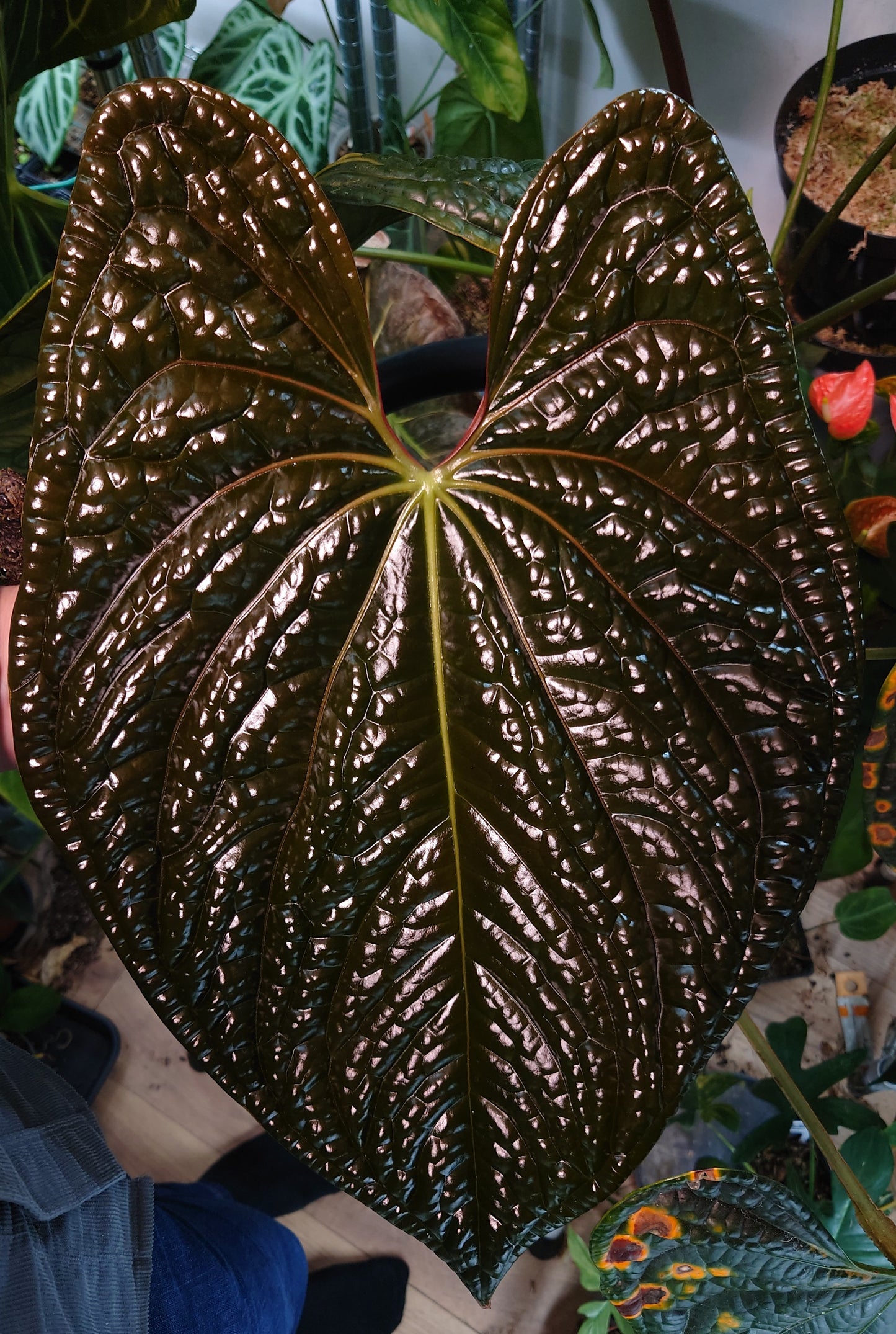 Anthurium 'Madame Violette' x Luxurians seedlings