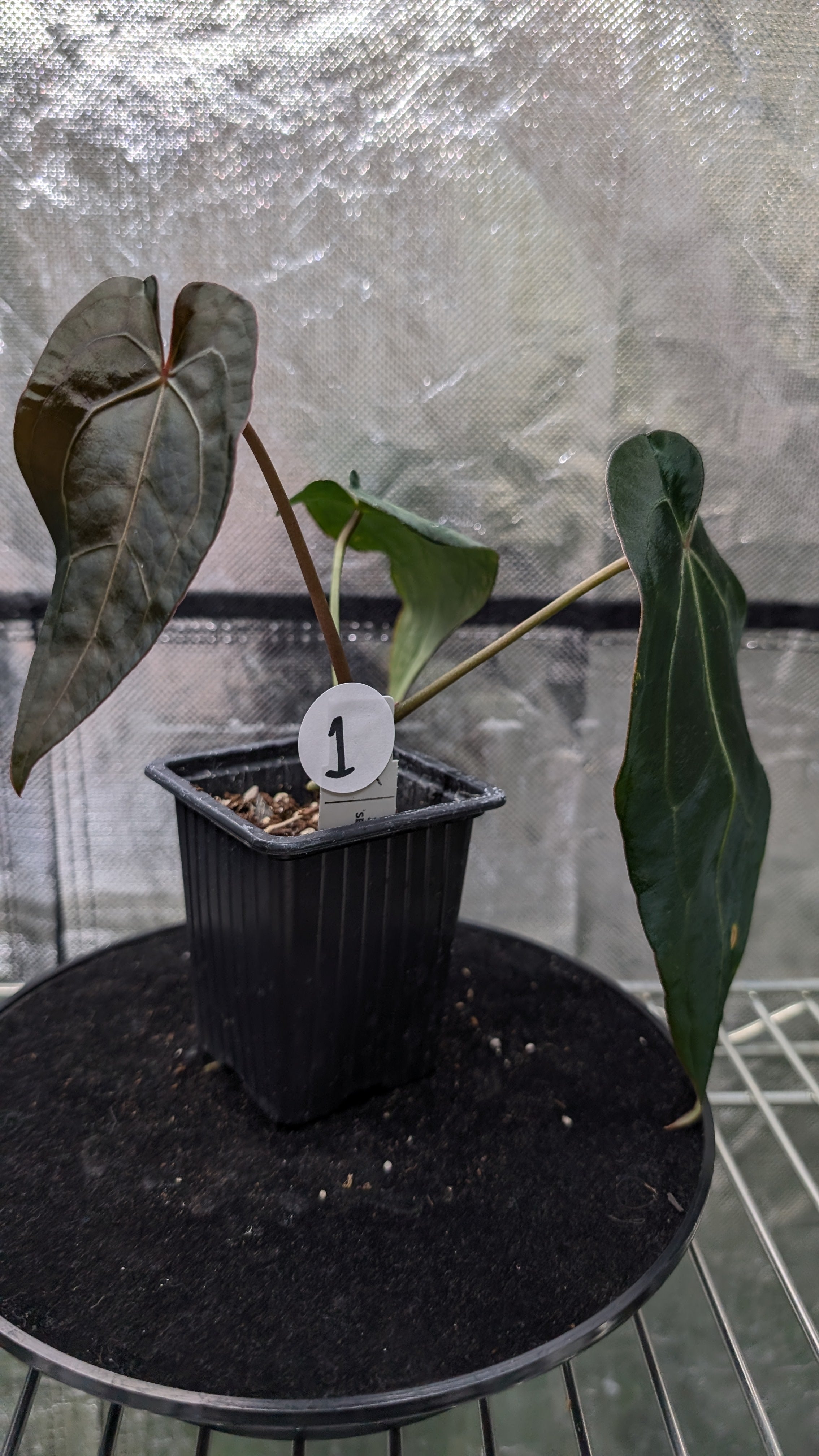 Anthurium Doc Block Zara x Michelle 'selected dark form' x