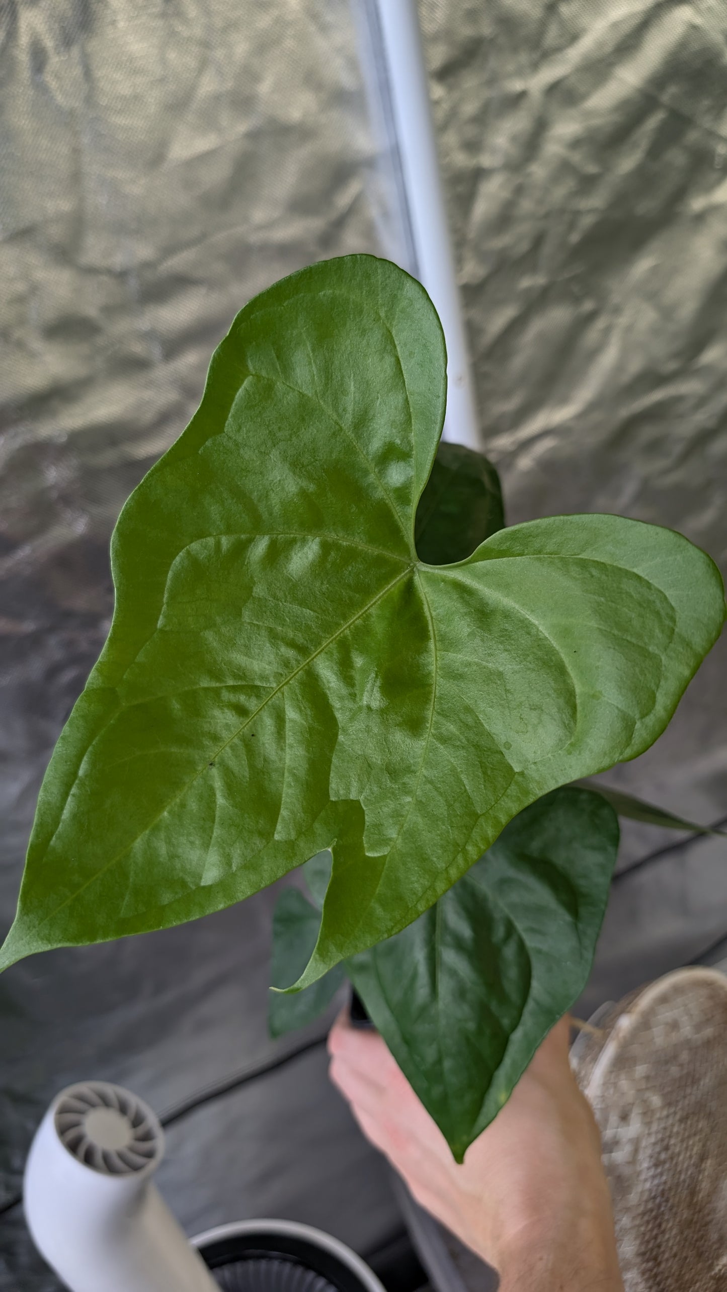 Anthurium Pterodactyl x self