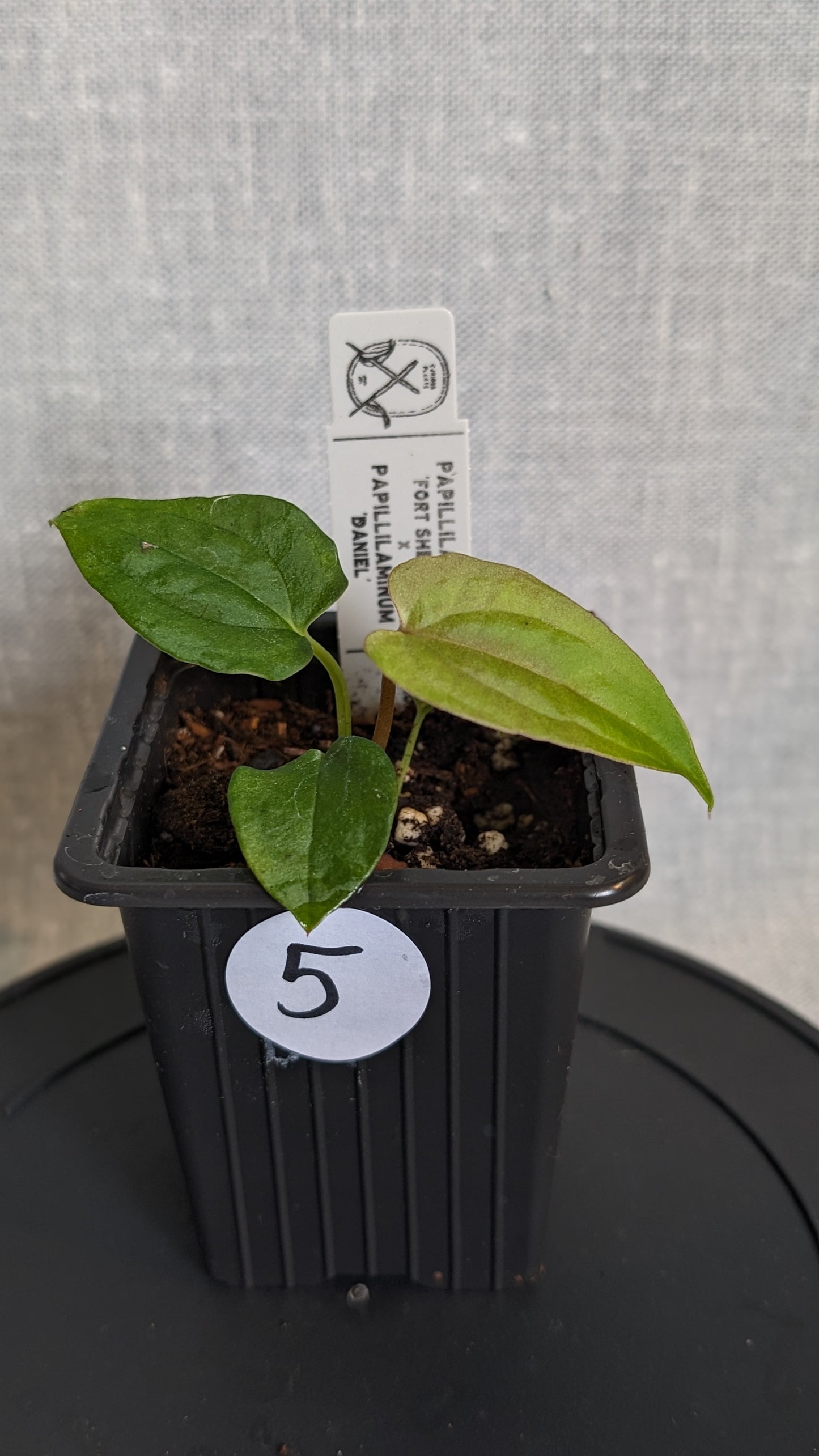 Anthurium Papillilaminum 'Fort Sherman' x Papillilaminum 'Daniel' - Big Seedling