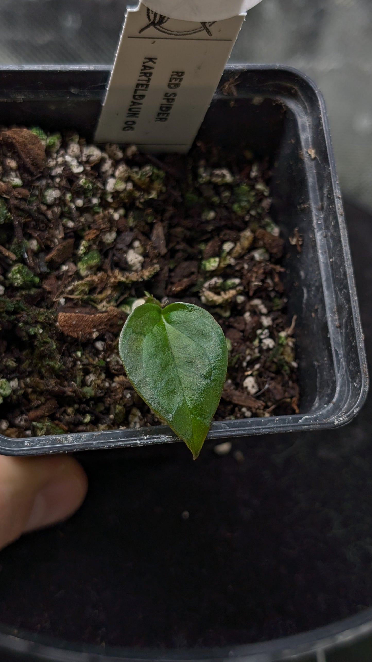 Anthurium Red Spider CLONE