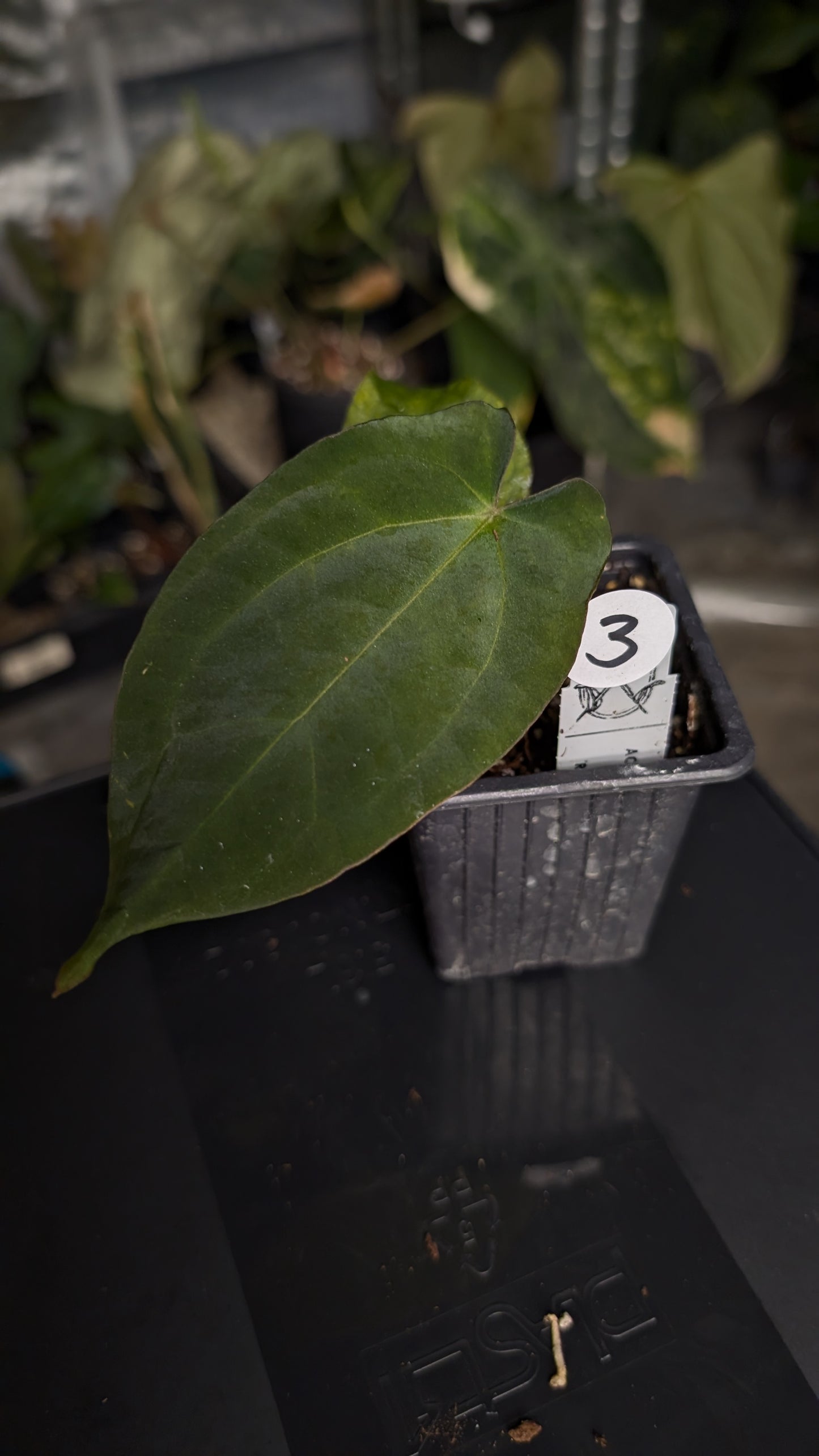Anthurium Ace of Spagetii x BVEP 'Round x Felix'
