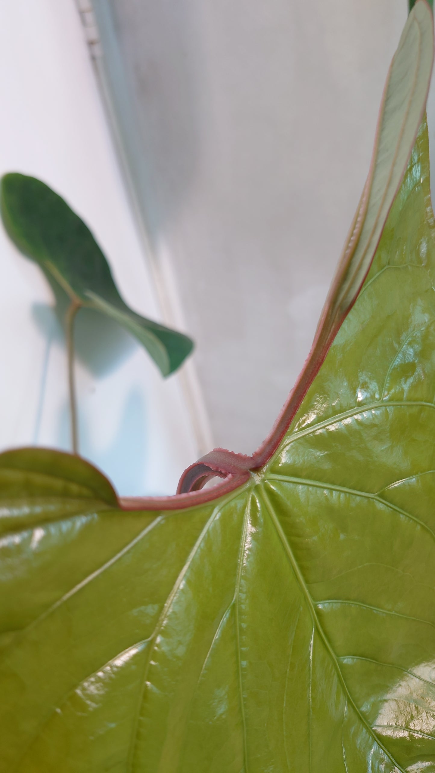 Anthurium Sp. Silver Peru Wide Sinus x Papillilaminum 'Fort Sherman'